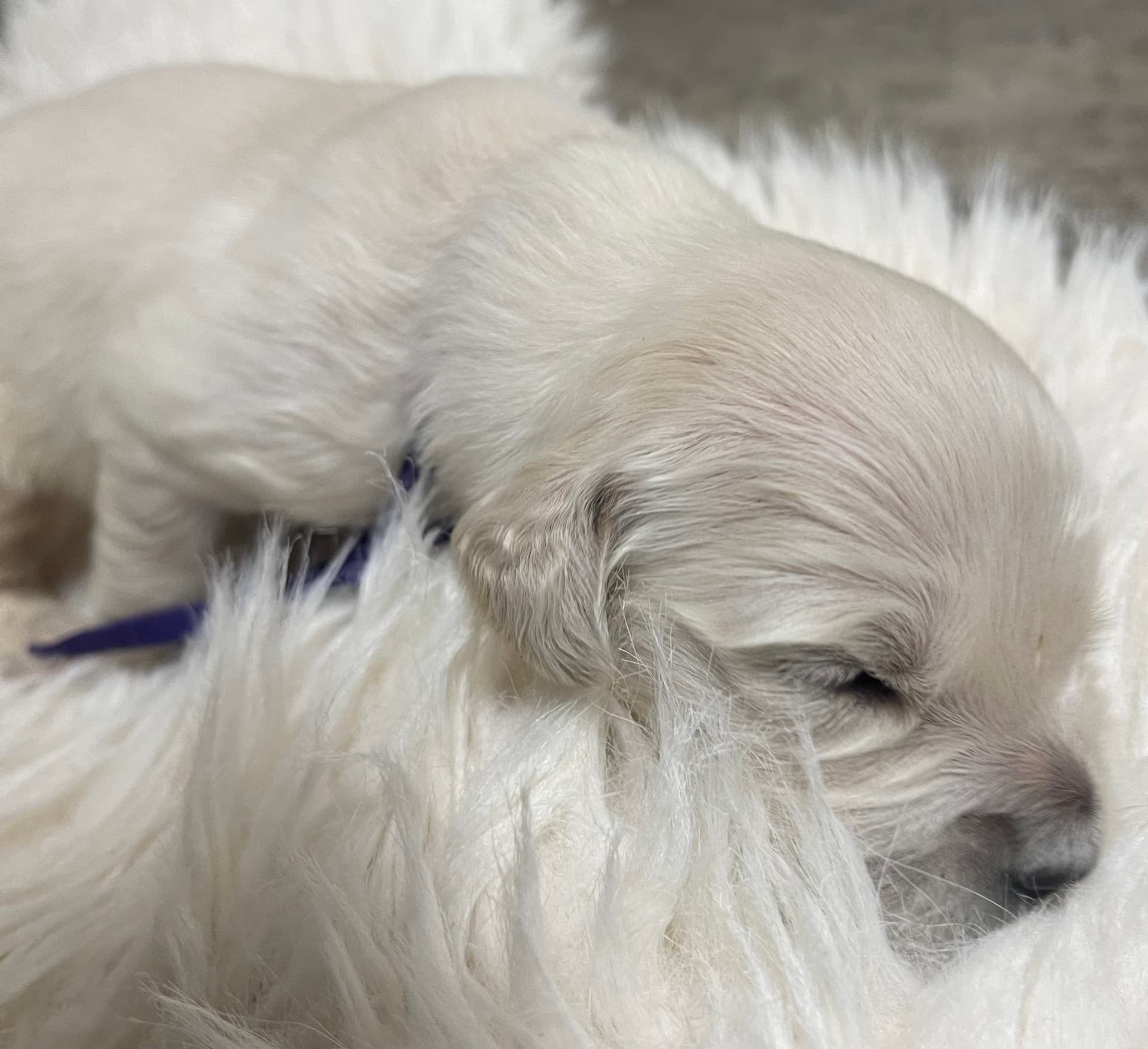 Puppy Photo 2