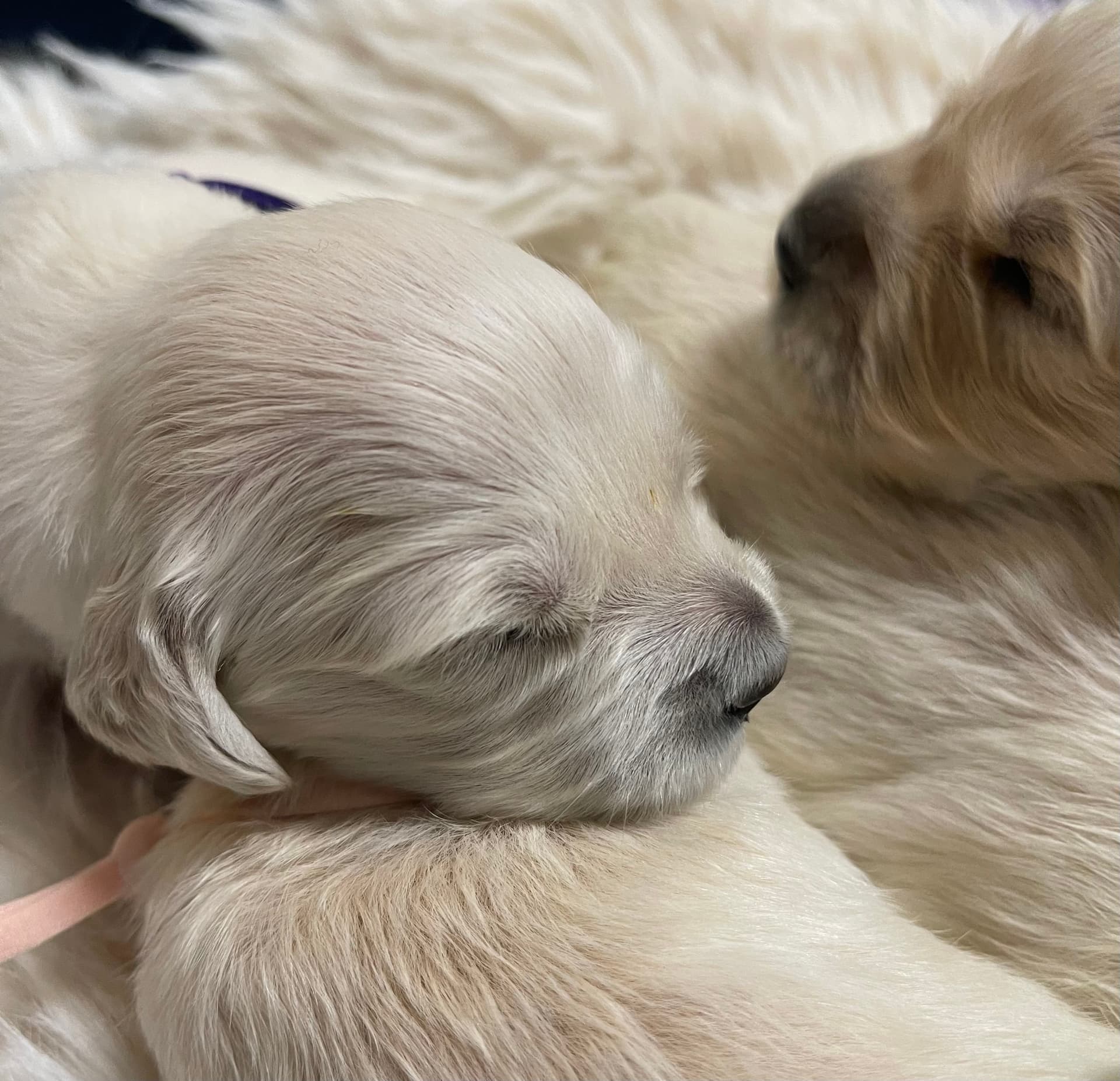 Puppy Photo 4