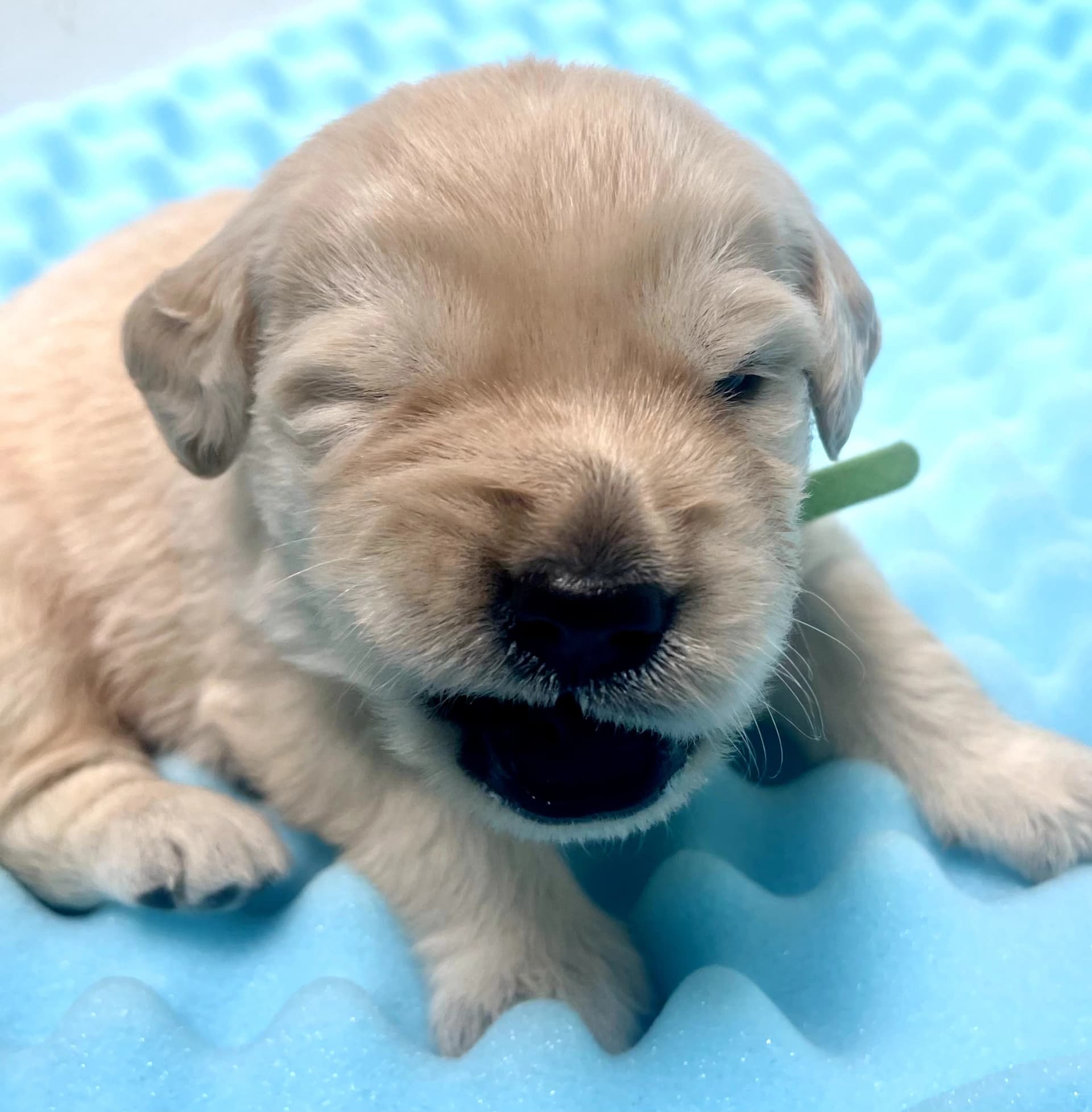 Puppy Photo 2