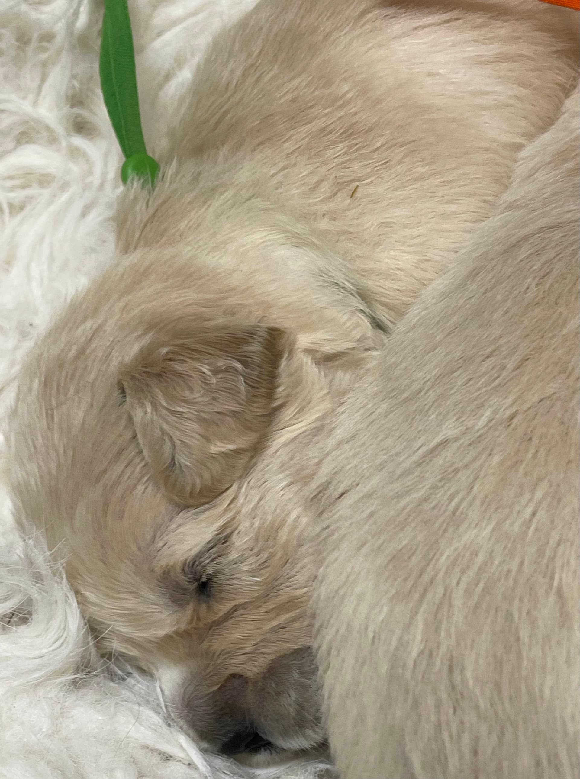 Puppy Photo 1