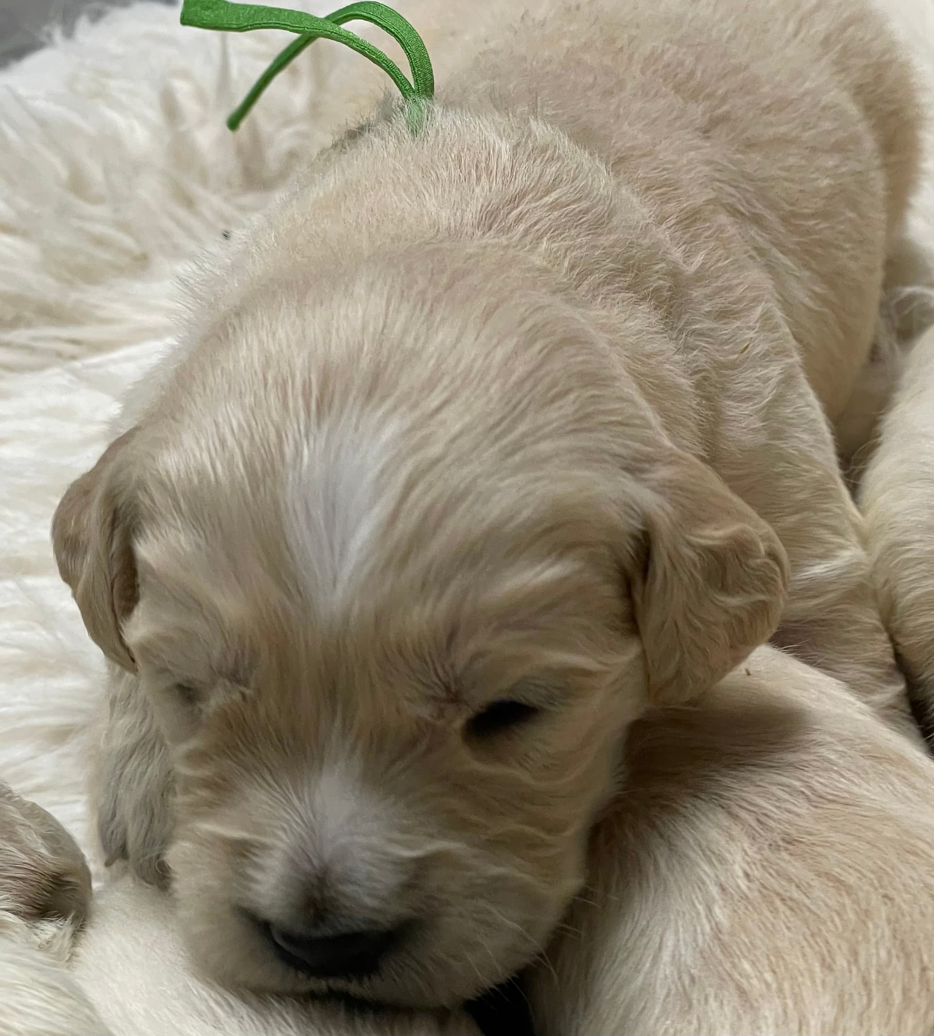 Puppy Photo 2