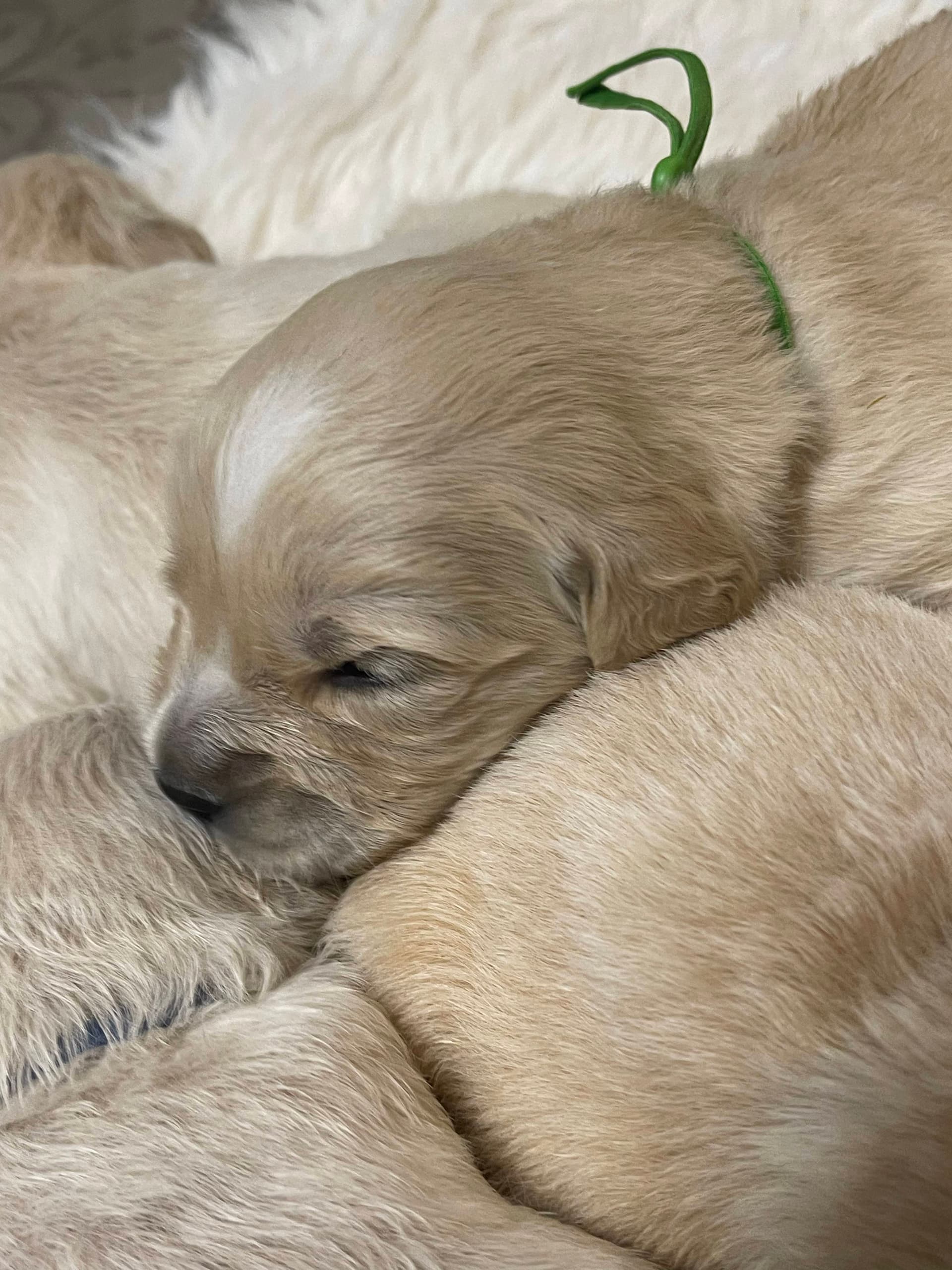Puppy Photo 3