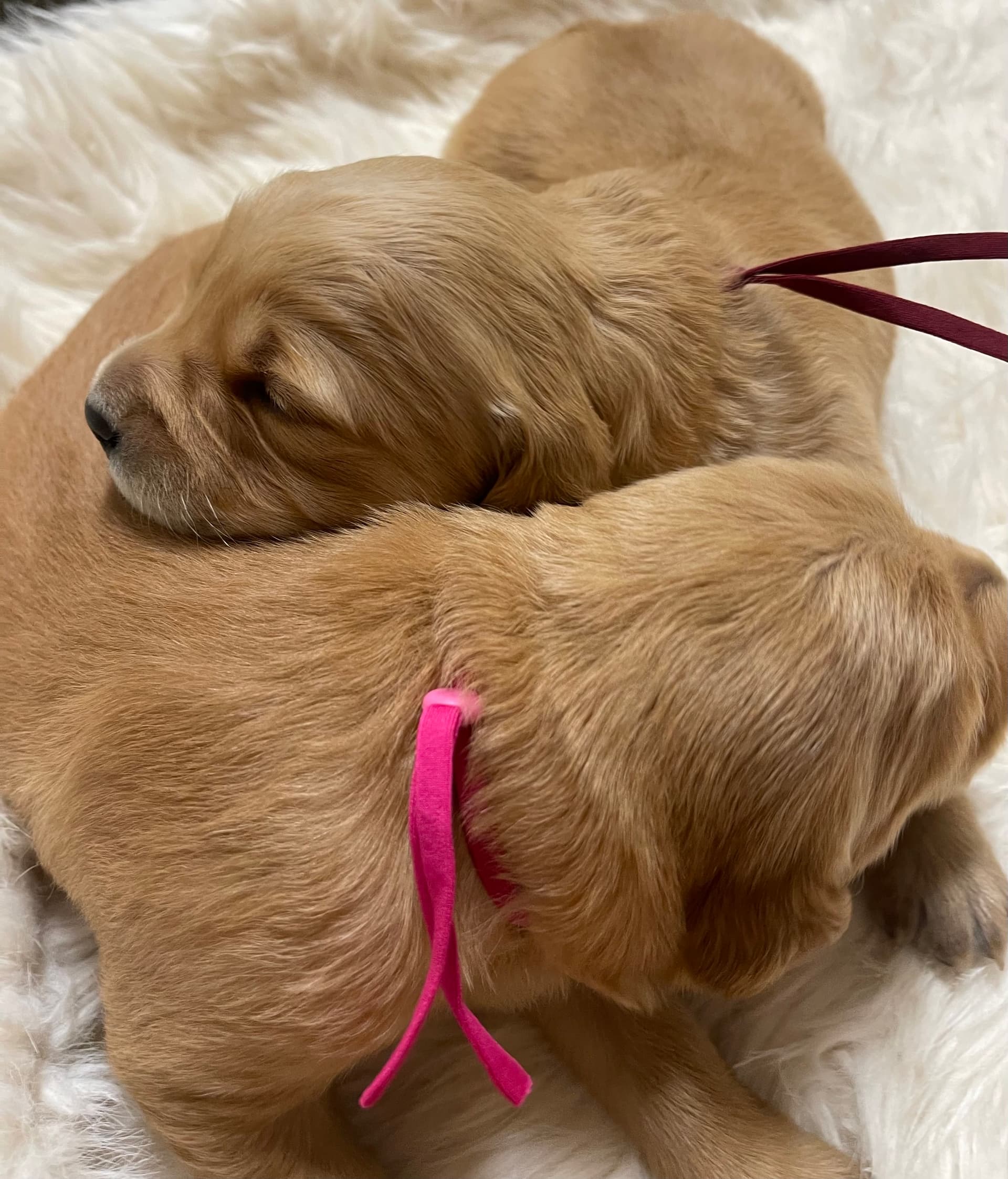 Puppy Photo 1