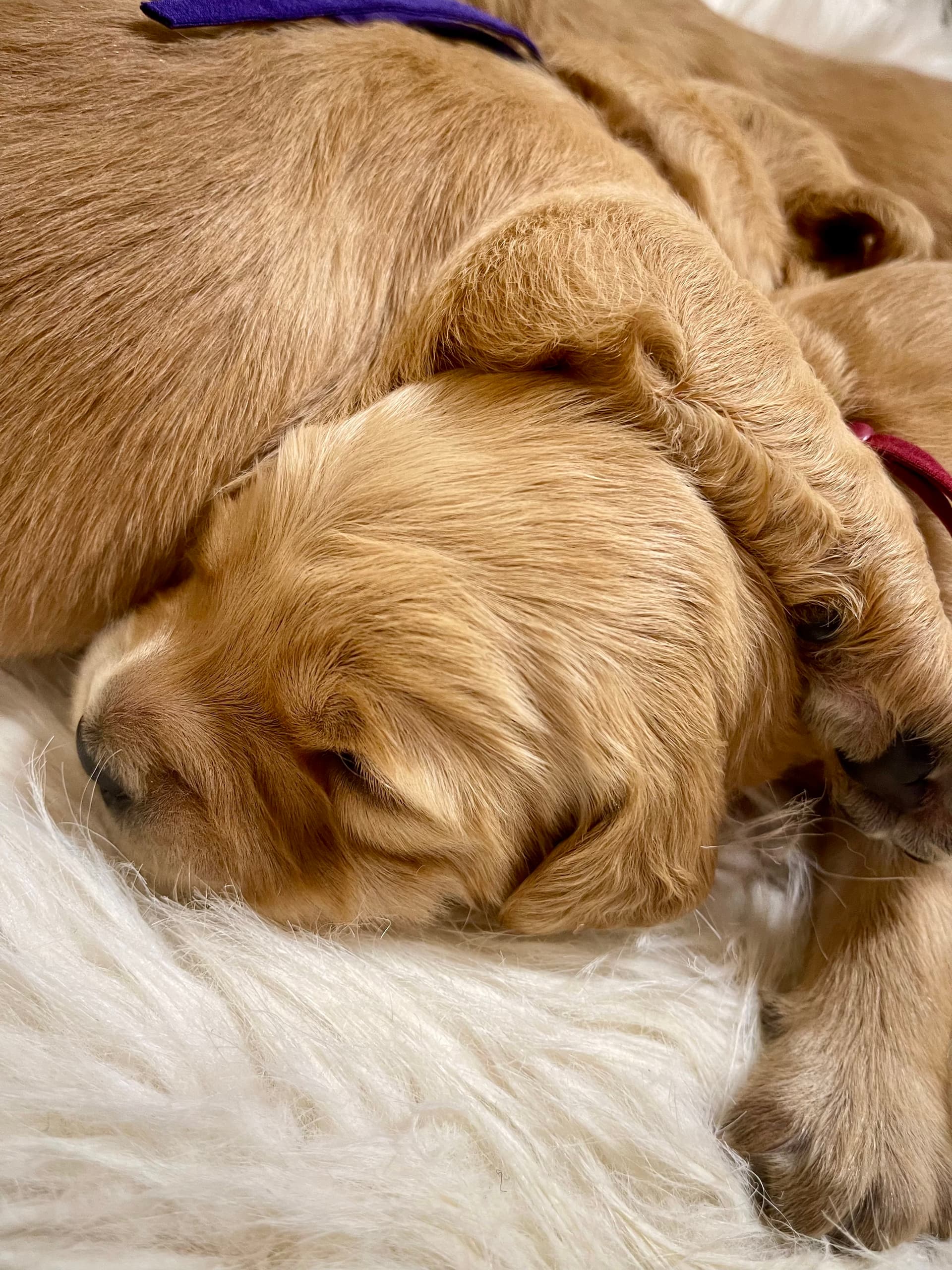Puppy Photo 2