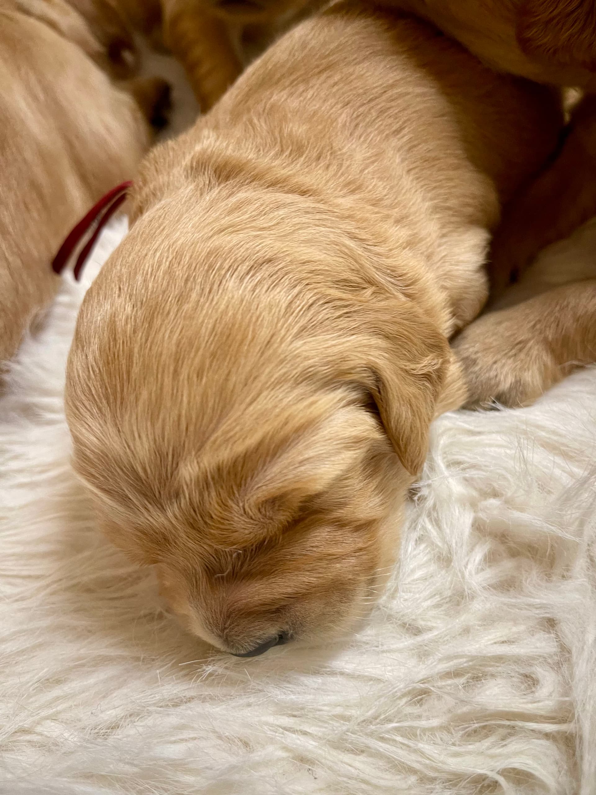 Puppy Photo 3