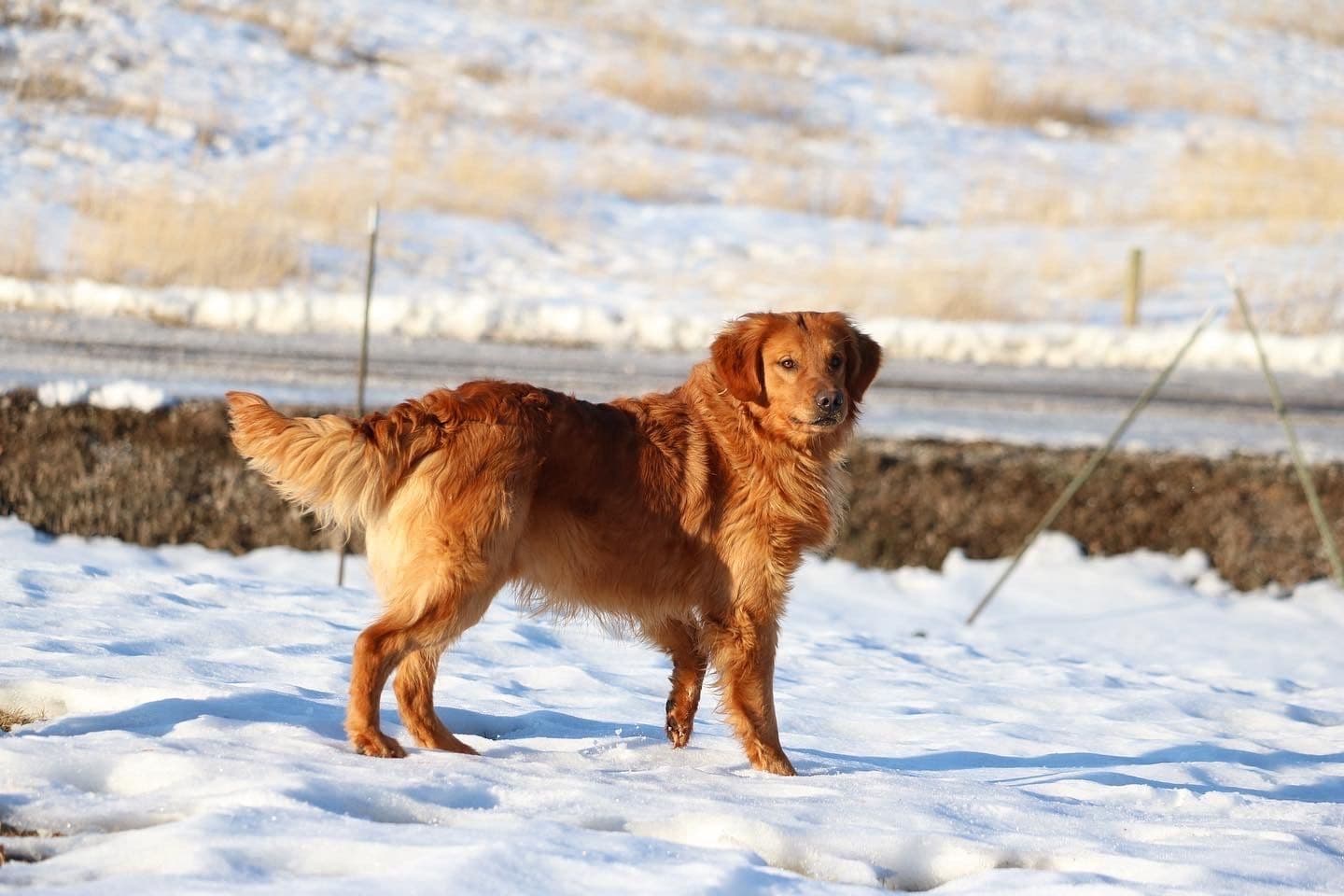 Yogi - Photo 3