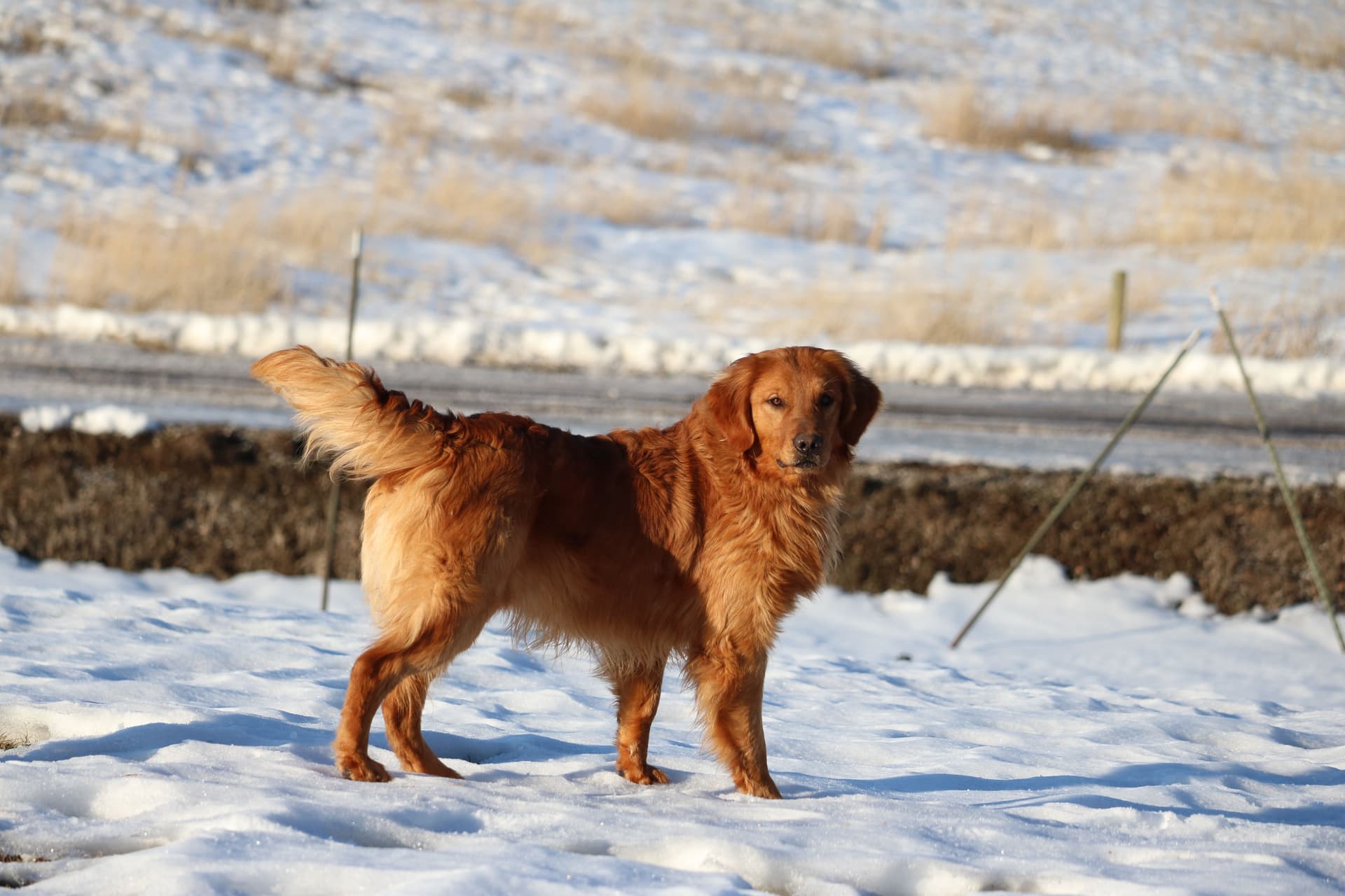 Yogi - Photo 4