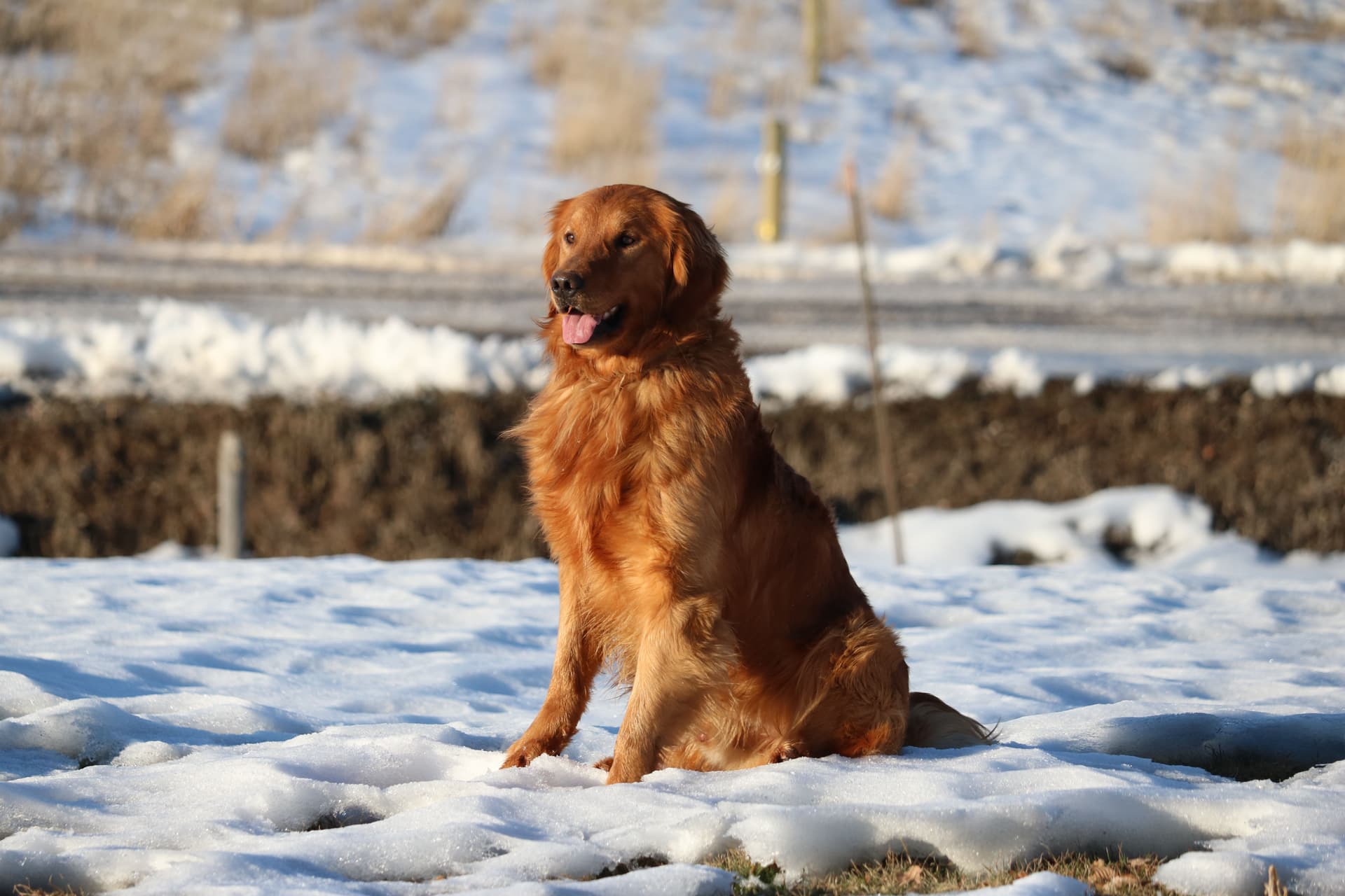 Yogi - Photo 5