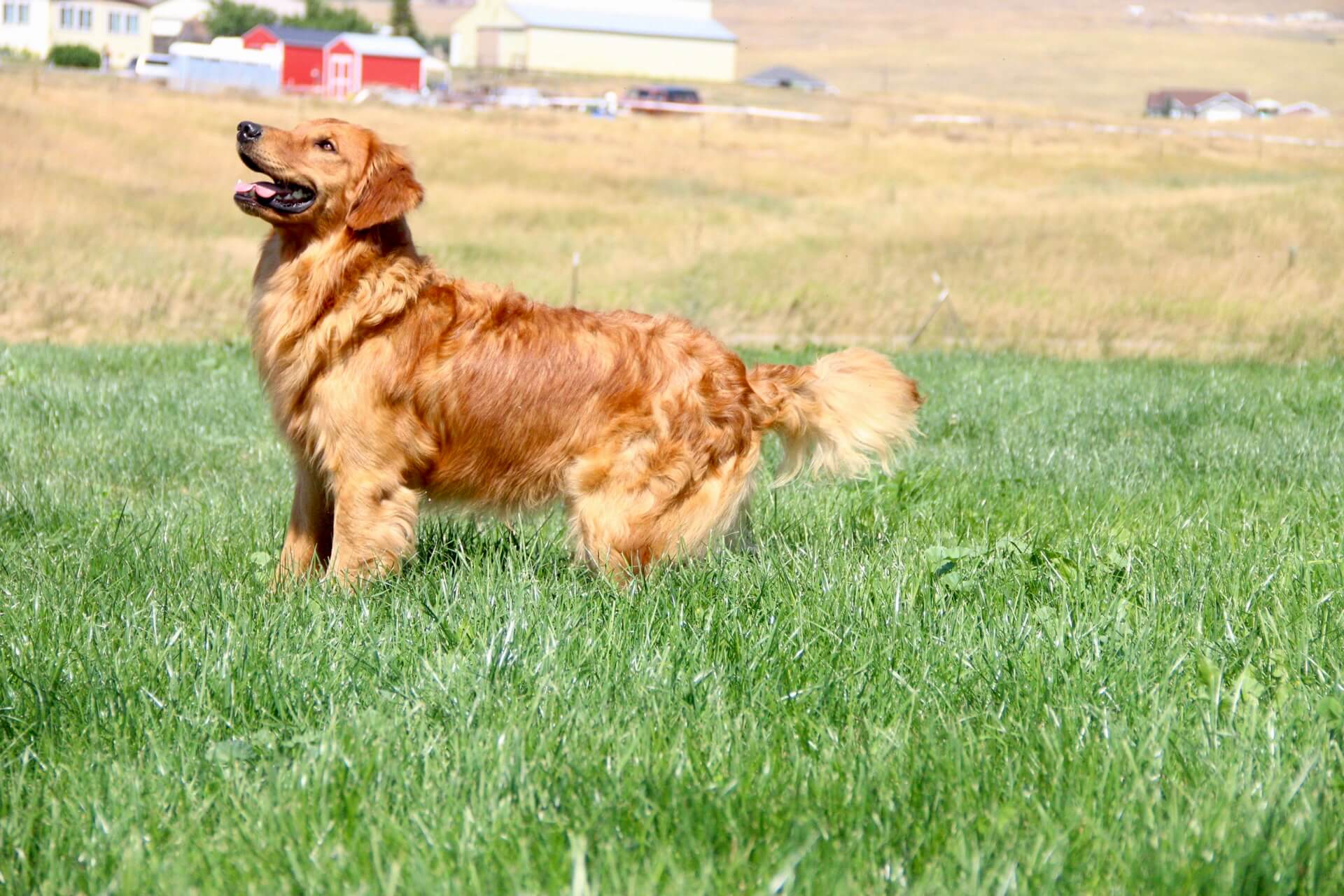 Yogi - Photo 6
