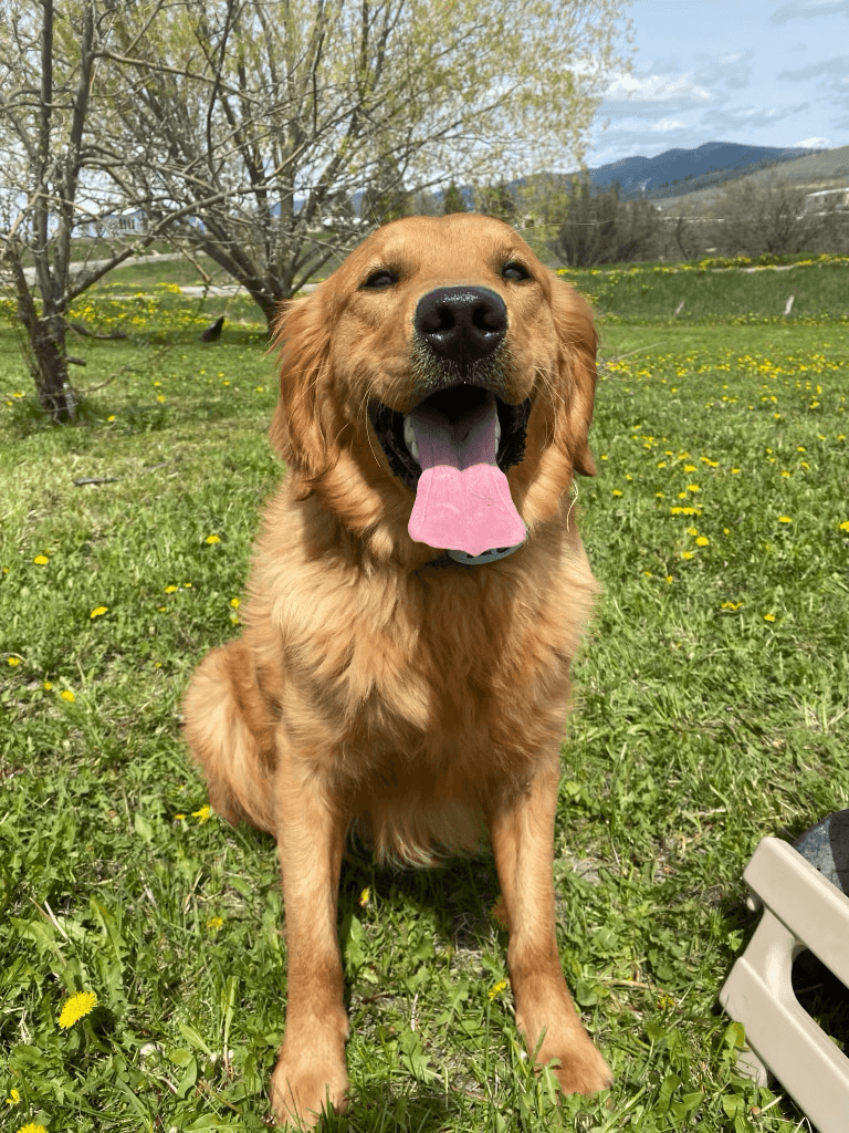 Yogi - Photo 7