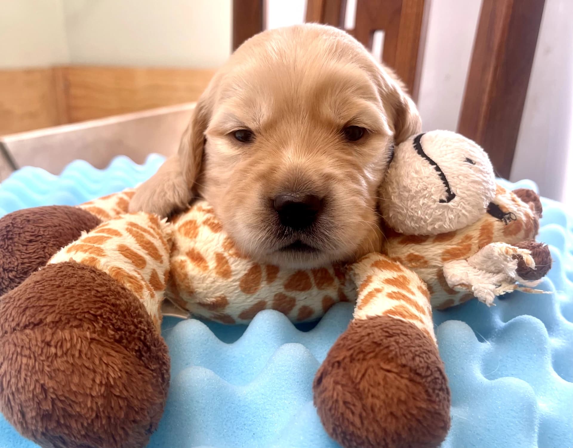 Puppy Photo 1
