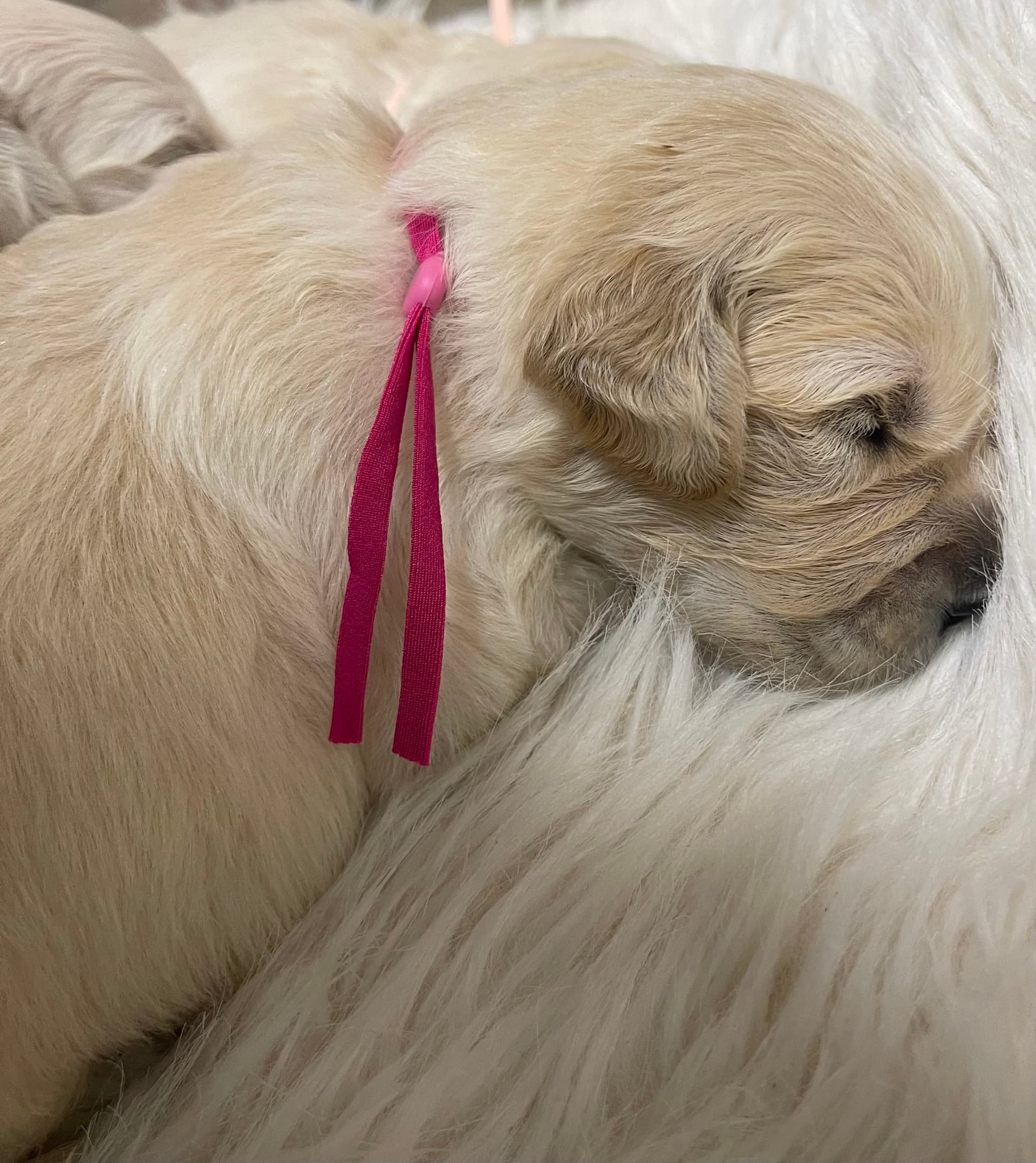 Puppy Photo 2