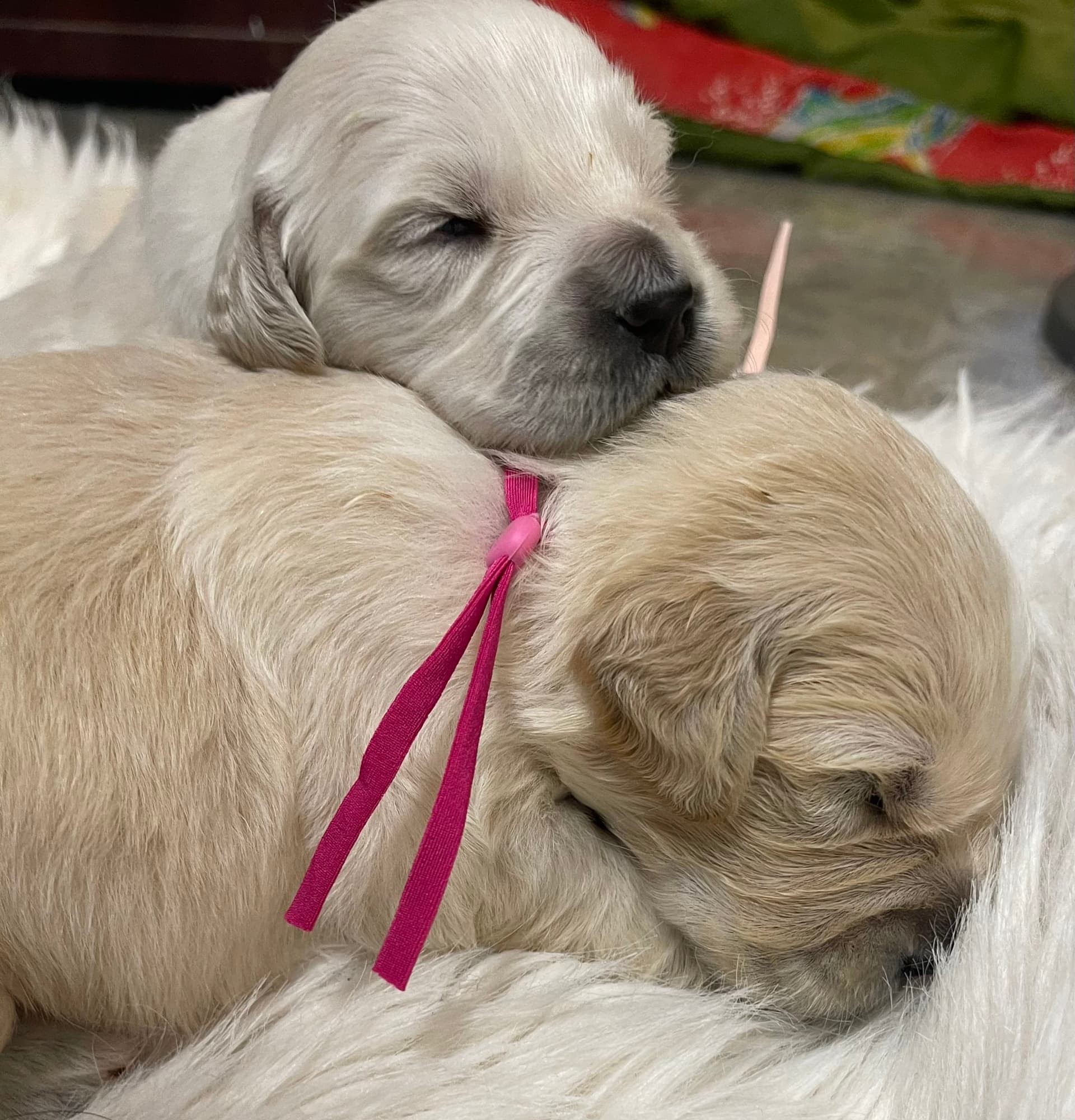 Puppy Photo 4