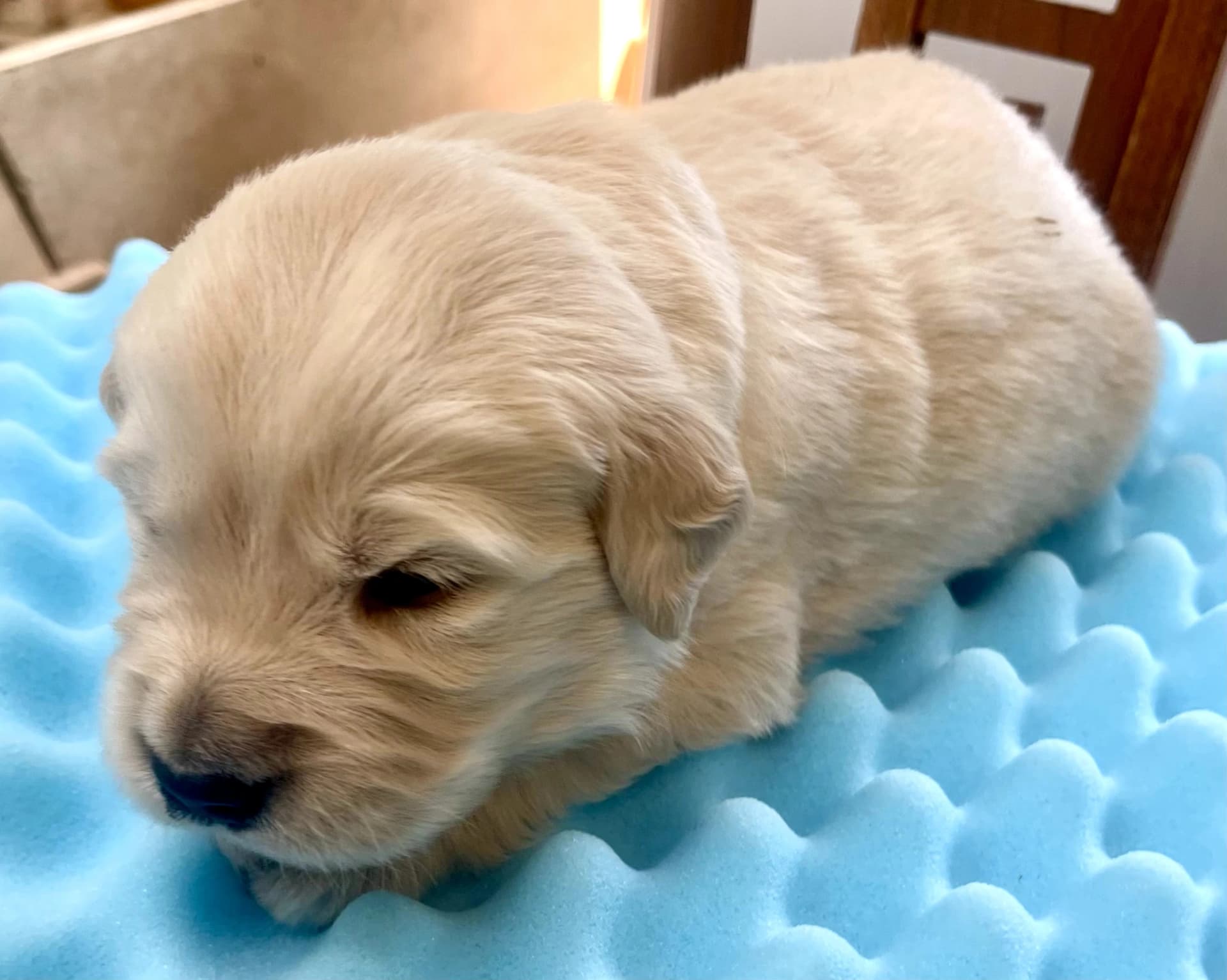 Puppy Photo 2