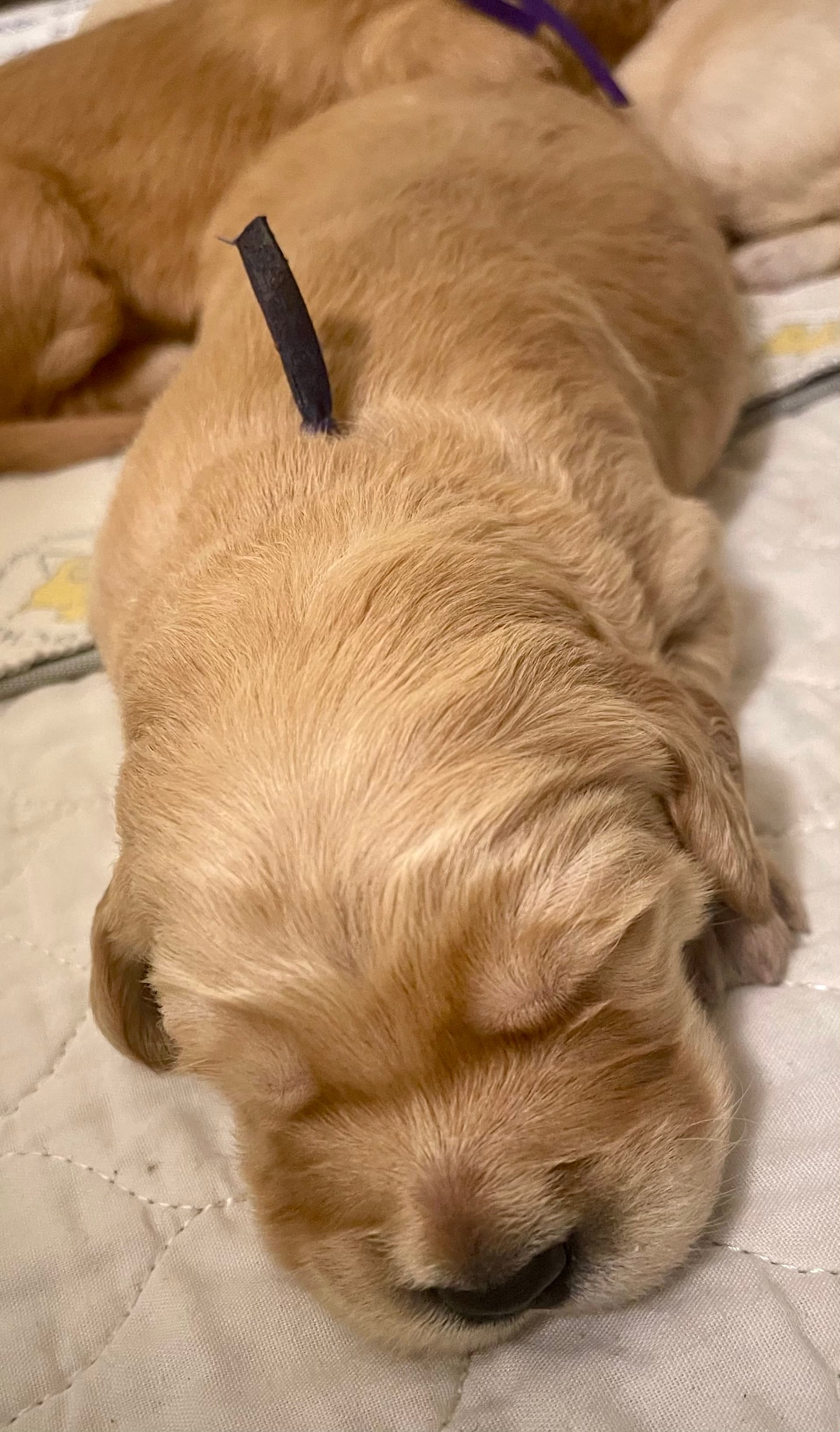 Puppy Photo 3
