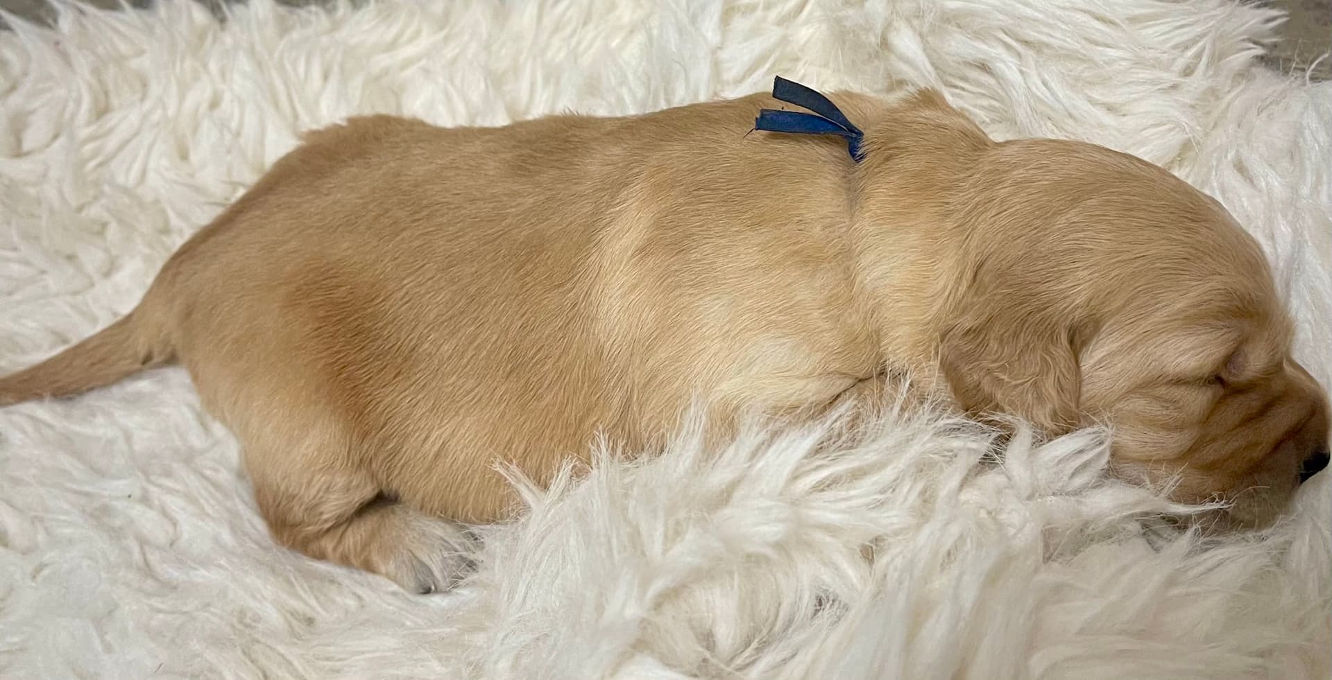 Puppy Photo 4