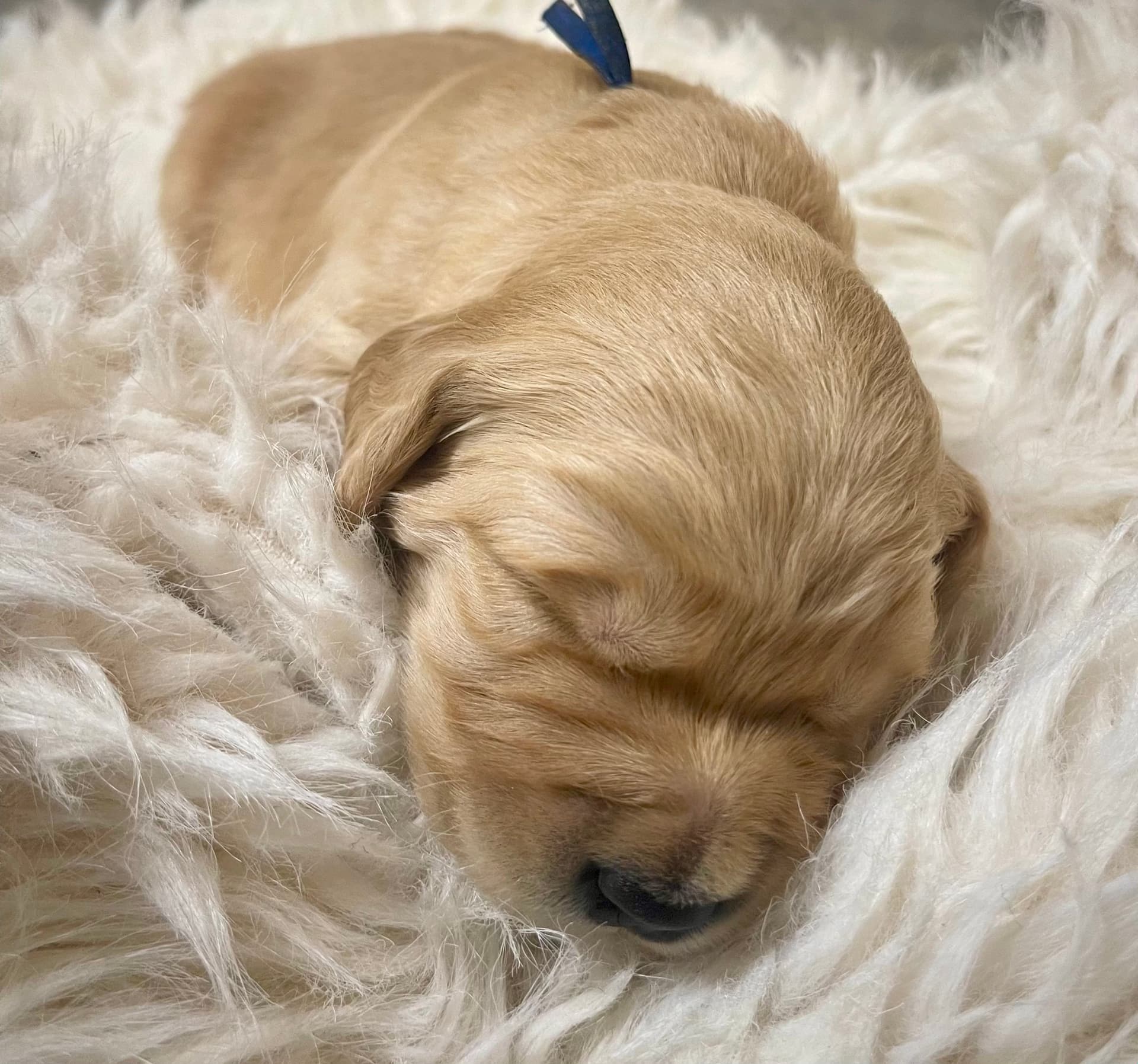 Puppy Photo 5