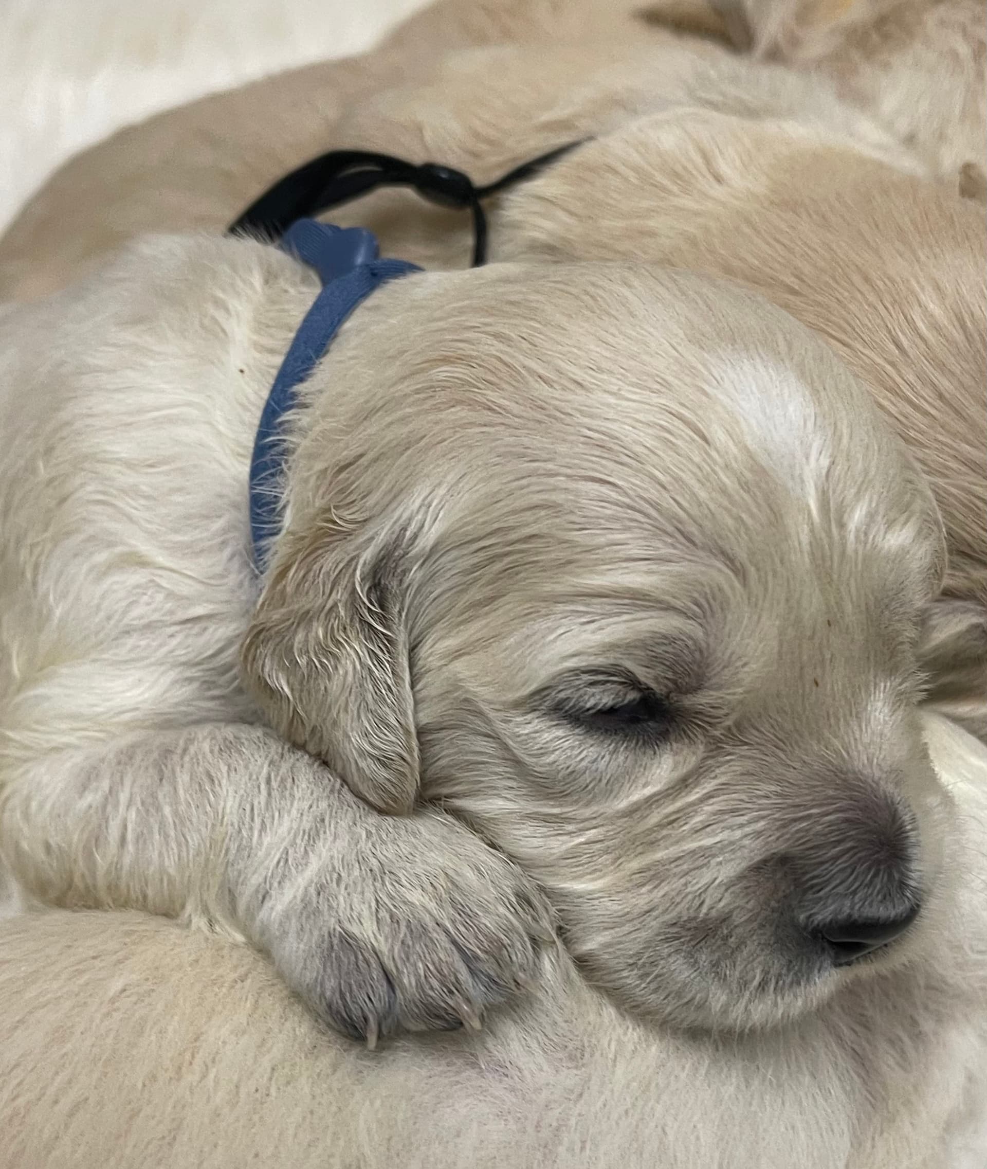 Puppy Photo 1
