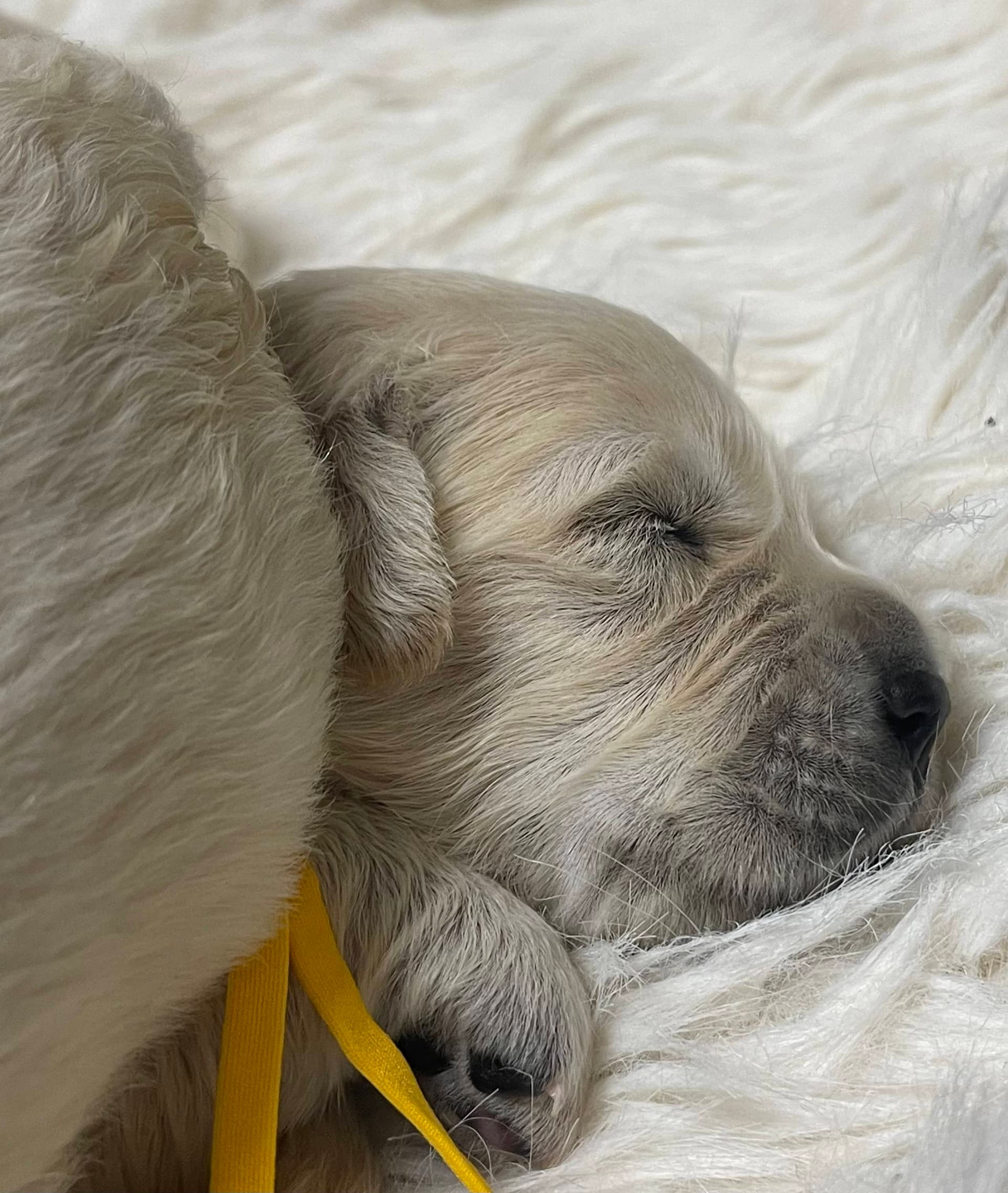 Puppy Photo 2