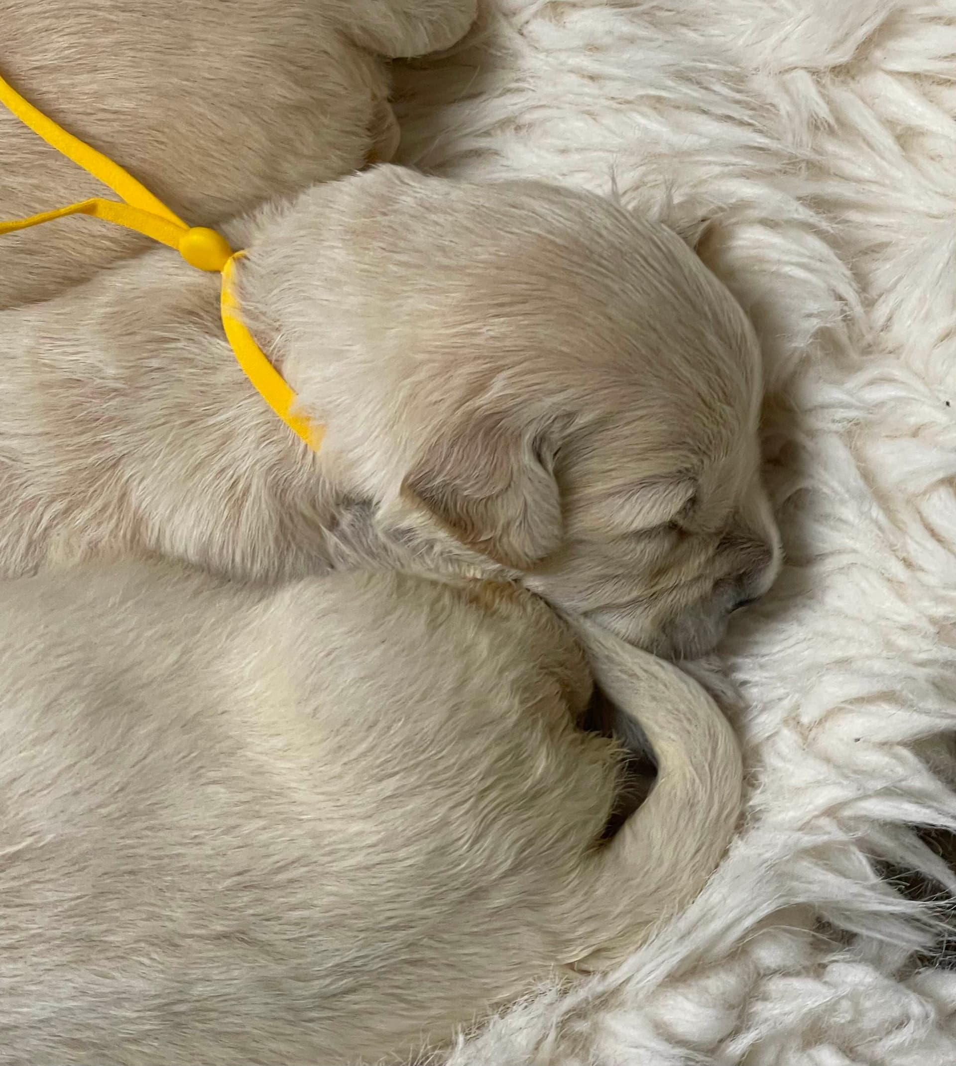 Puppy Photo 3