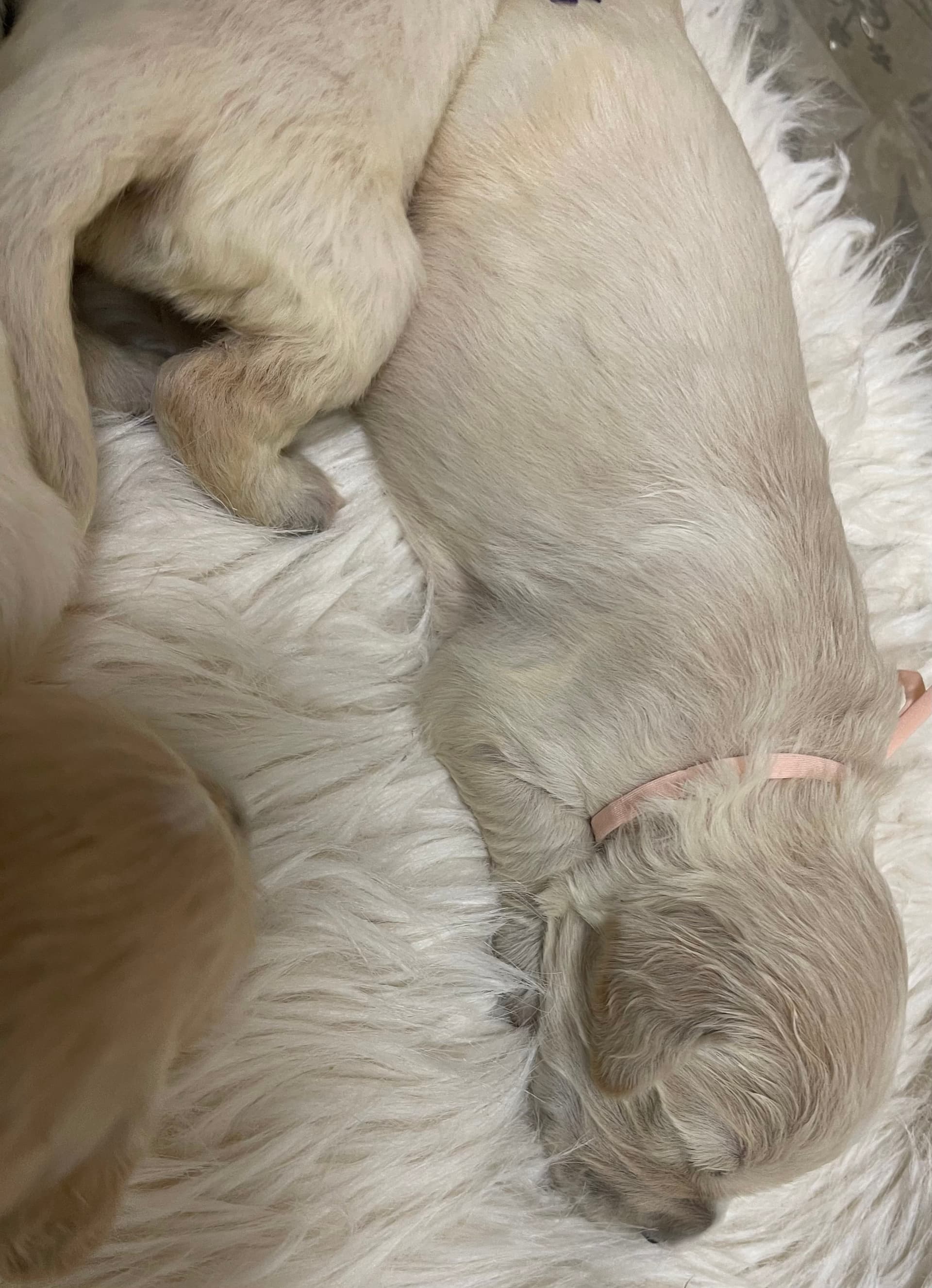 Puppy Photo 1