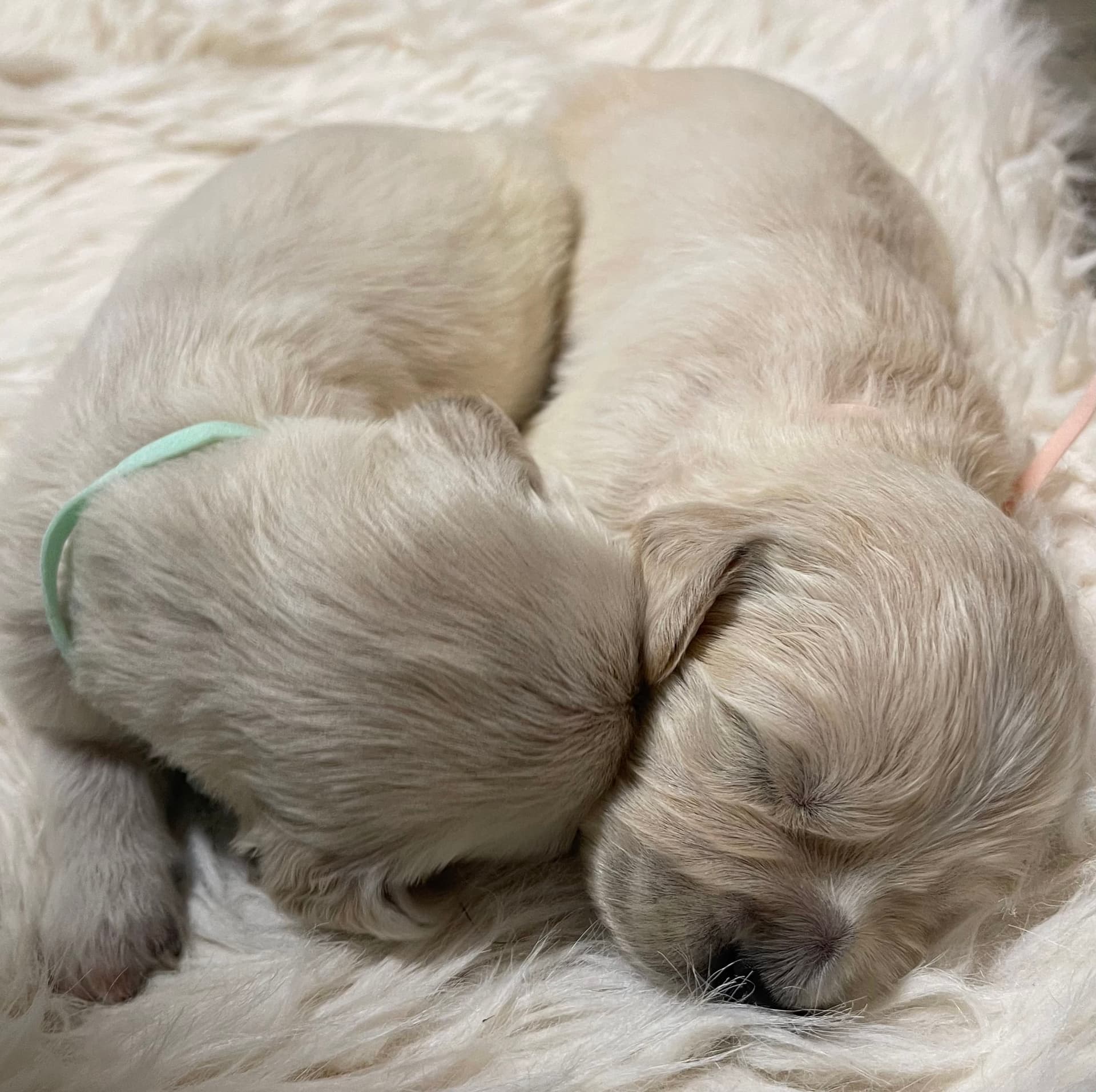 Puppy Photo 2