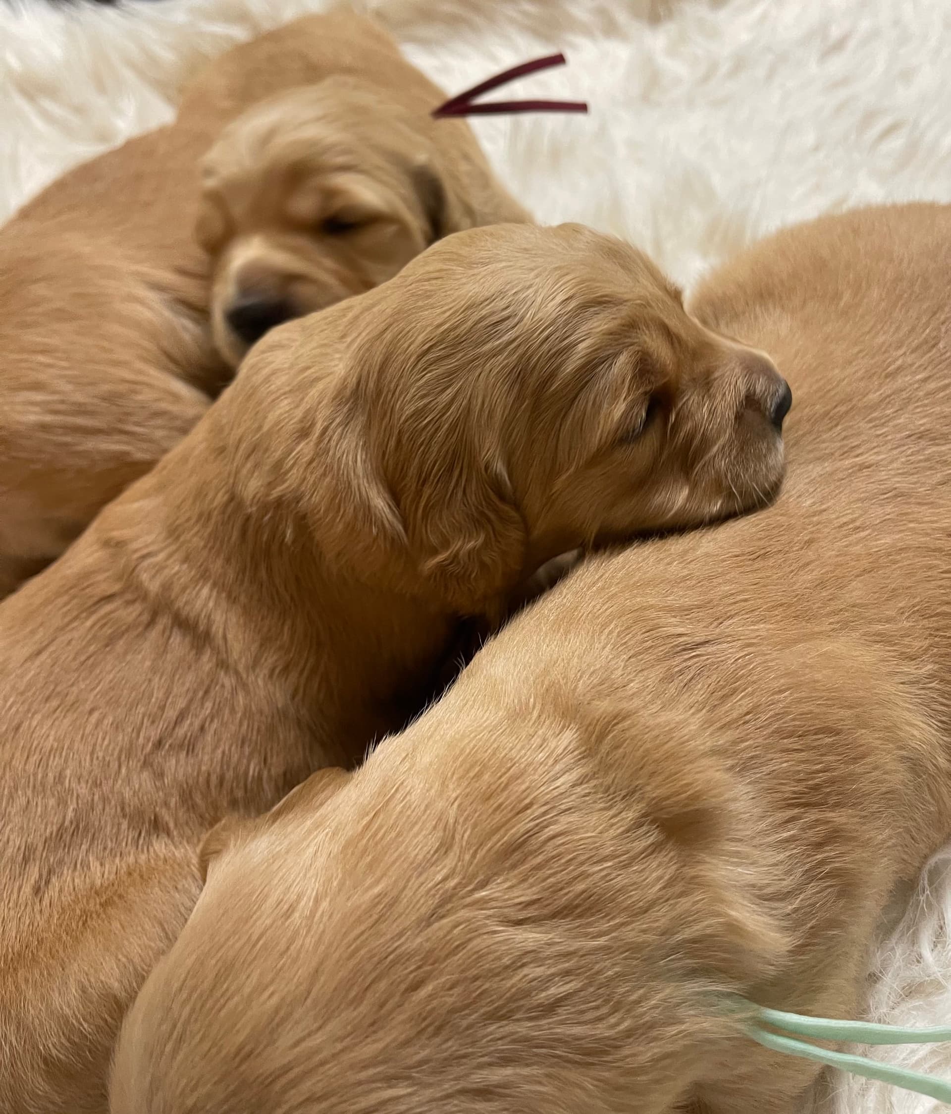 Puppy Photo 2