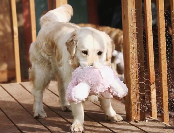 Gallie - Photo 1