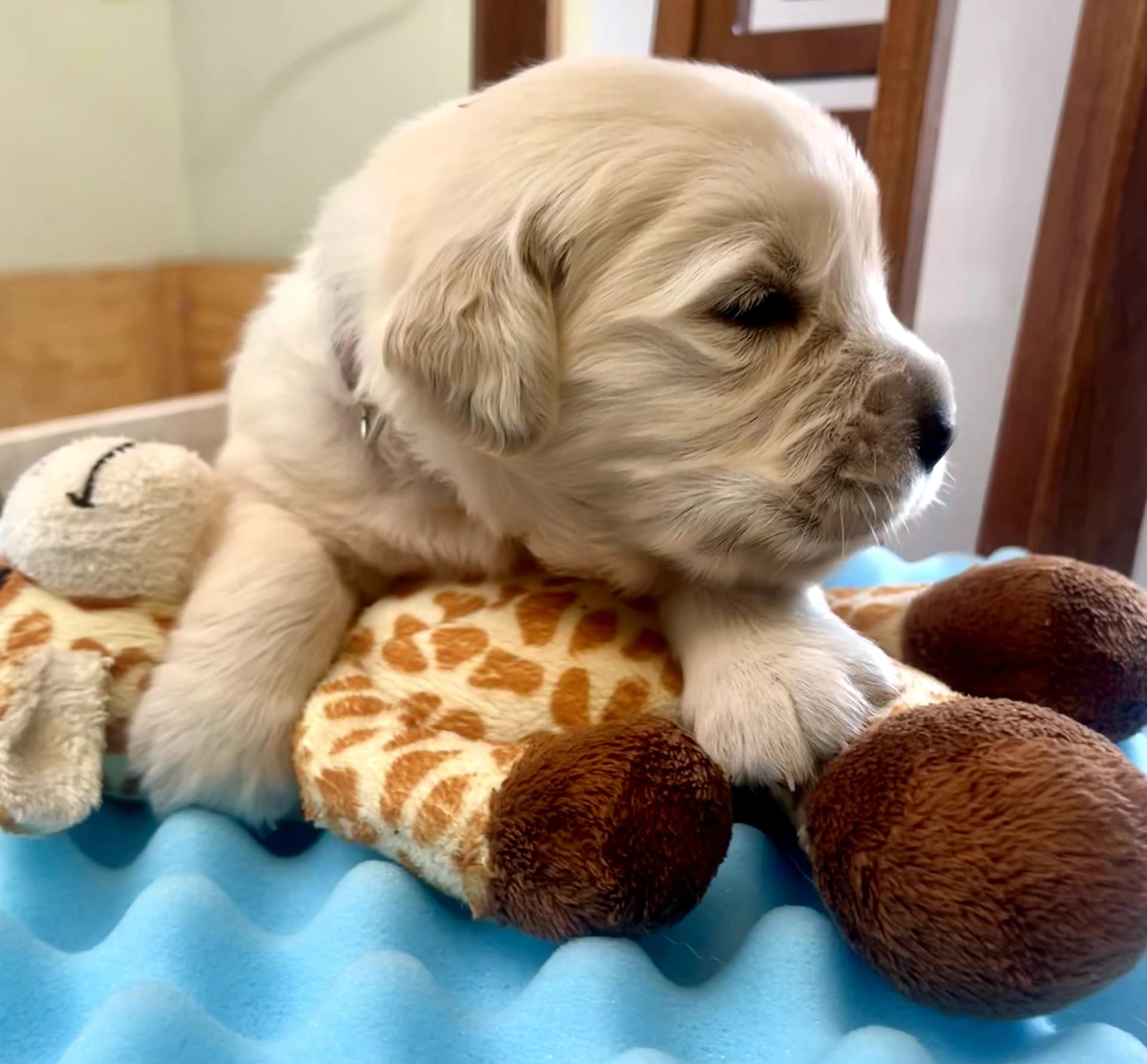 Puppy Photo 3