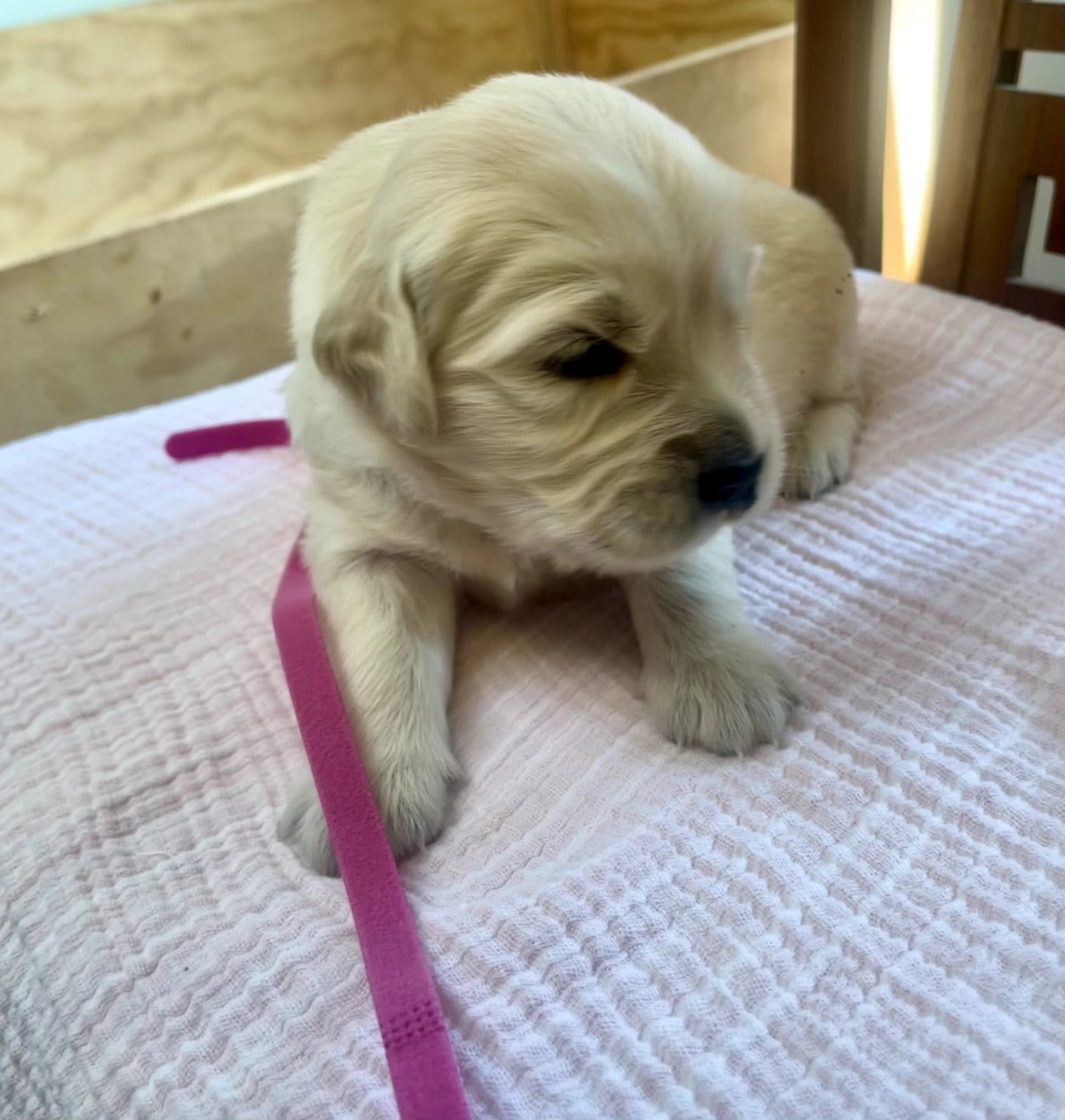 Puppy Photo 2