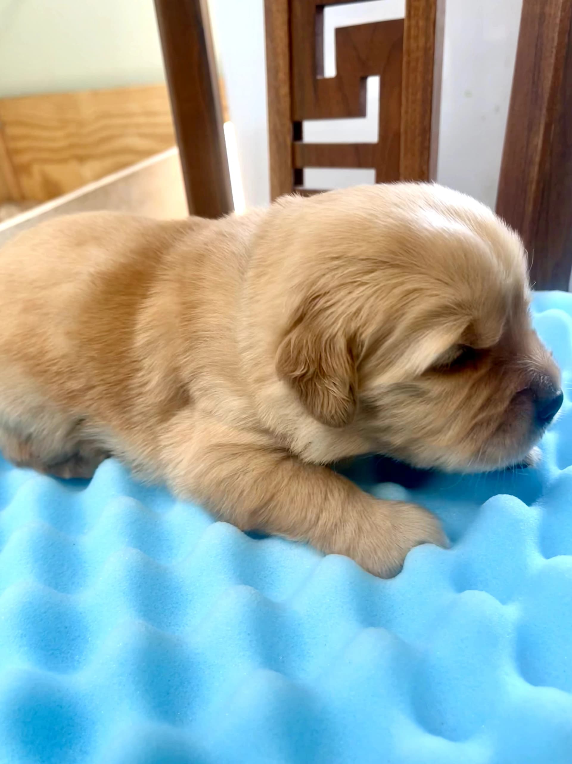 Puppy Photo 2