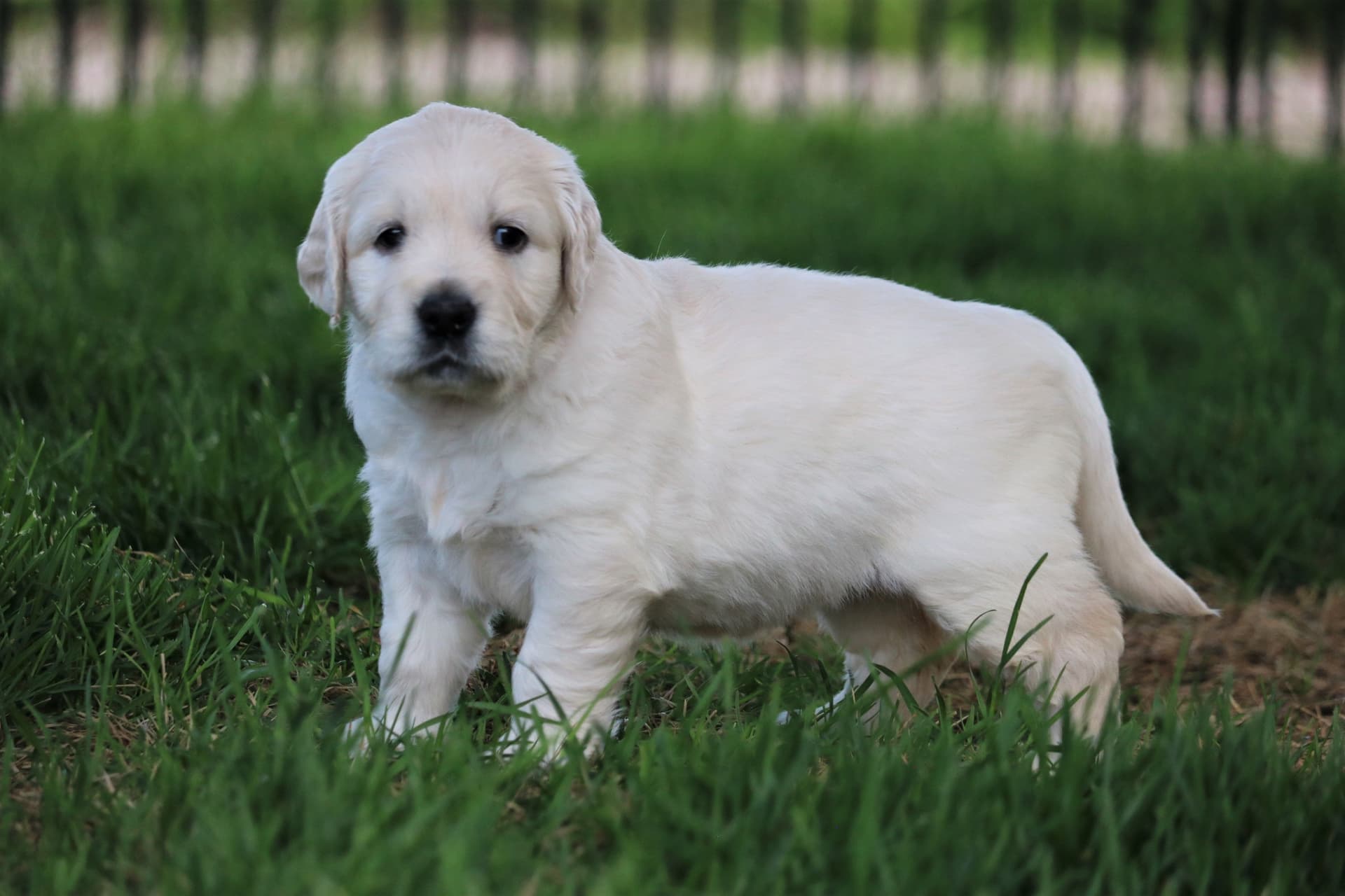Puppy Photo 1