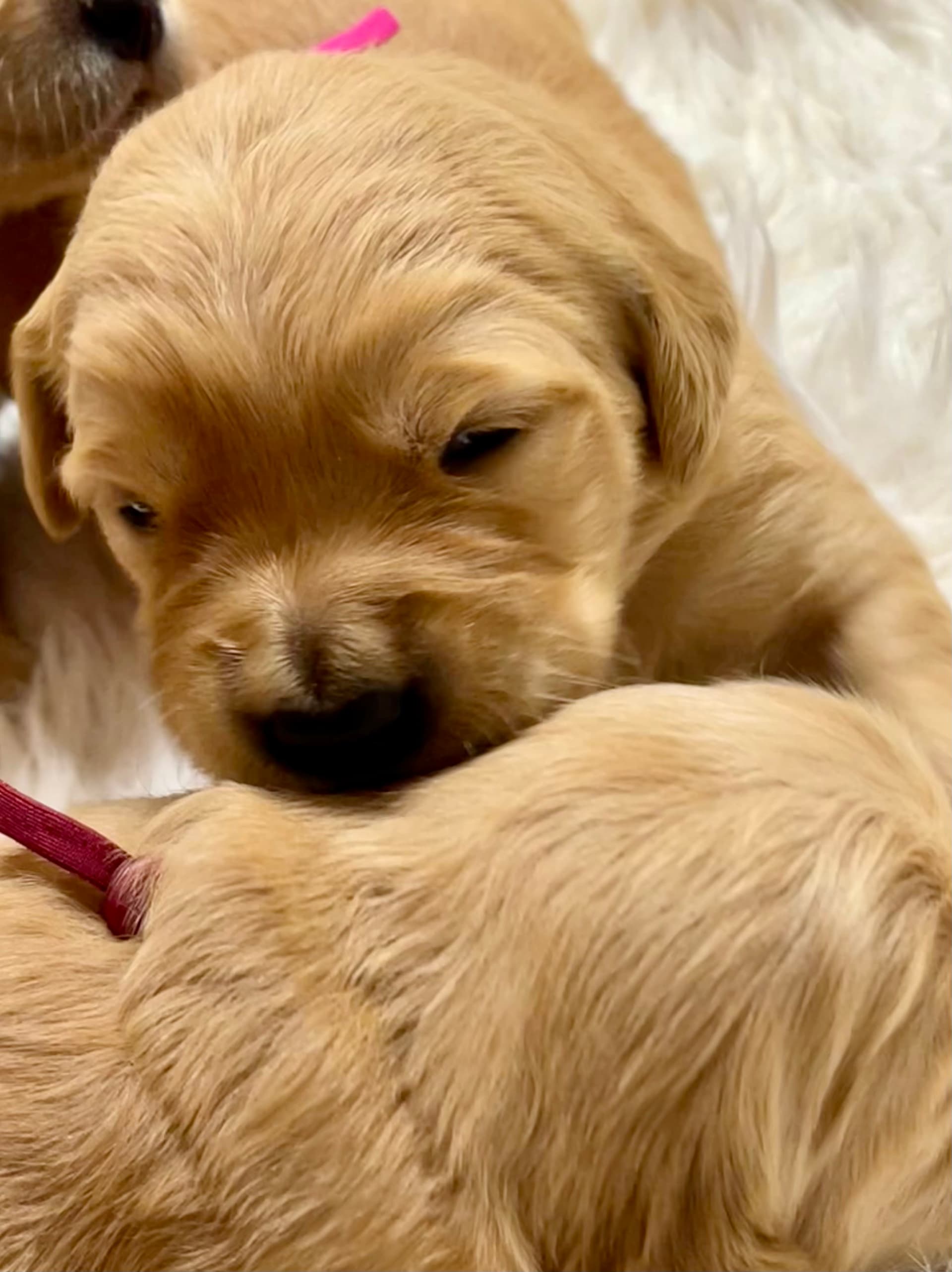 Puppy Photo 1