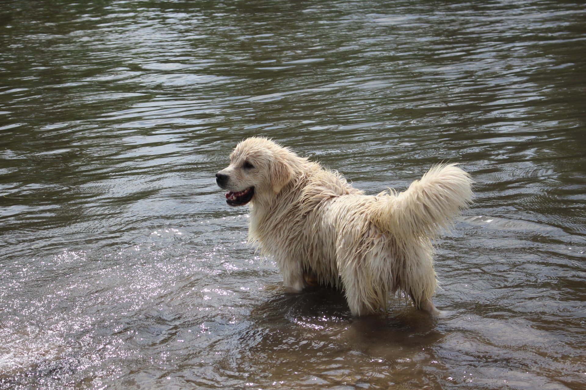 Marshy - Photo 1