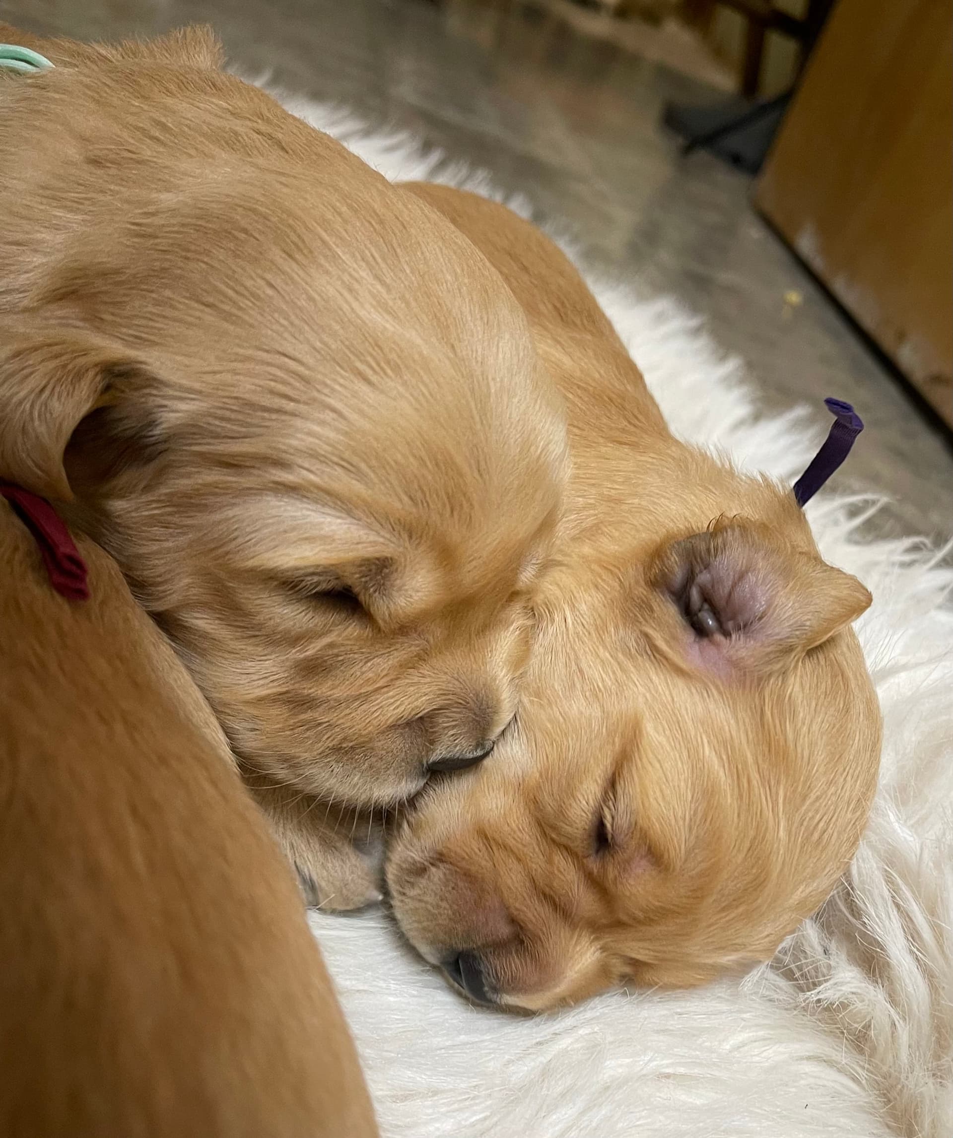 Puppy Photo 1