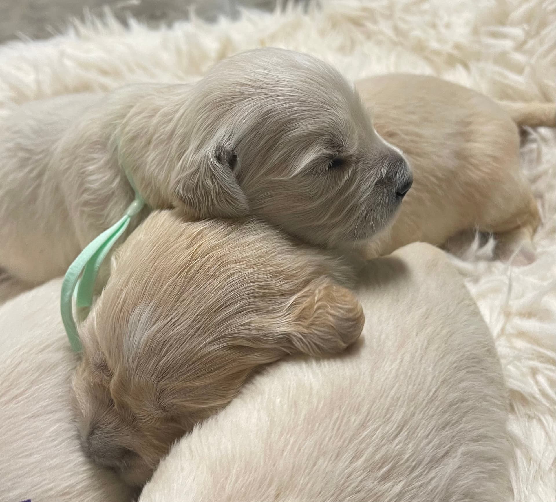 Puppy Photo 1