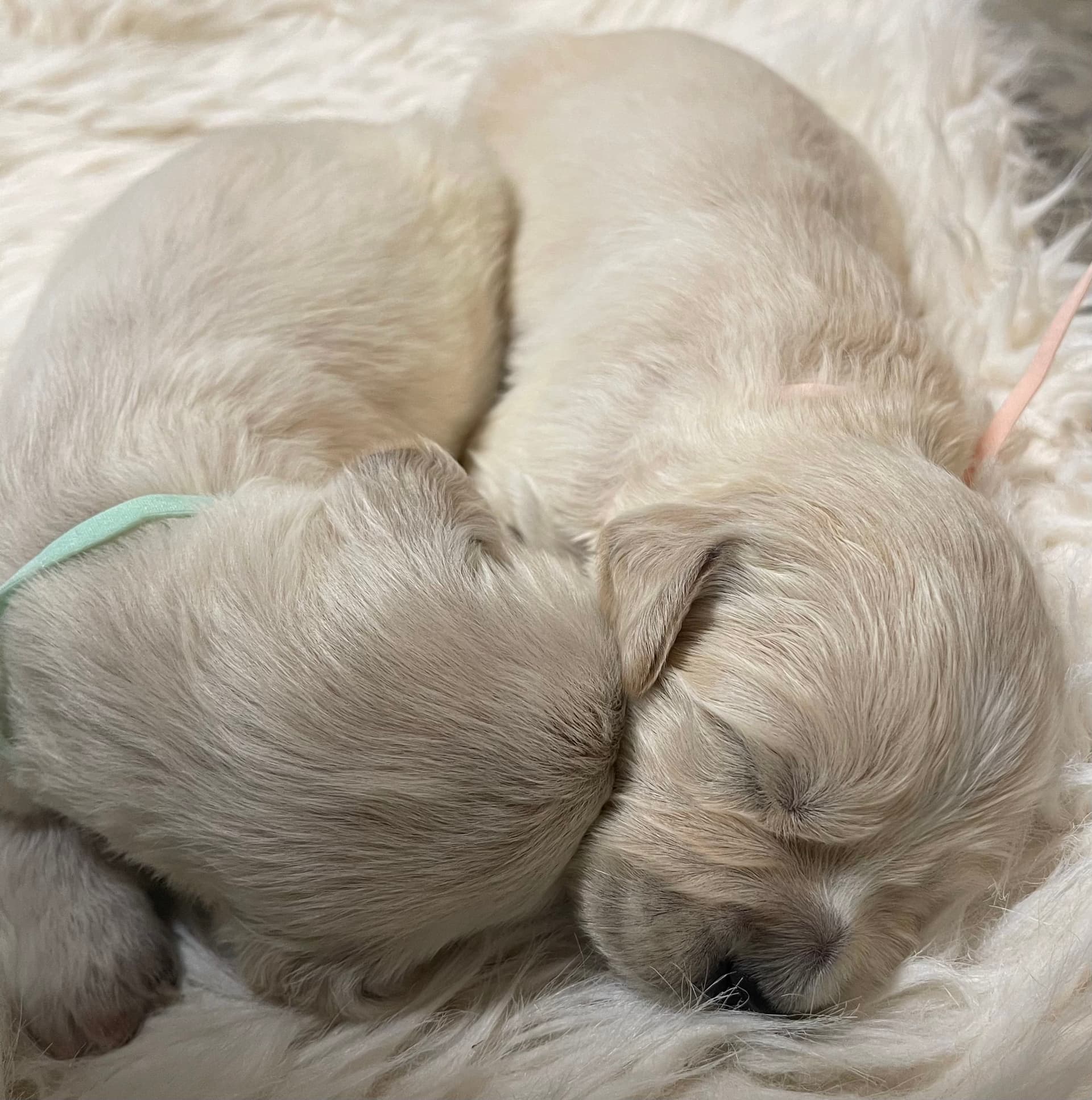 Puppy Photo 2