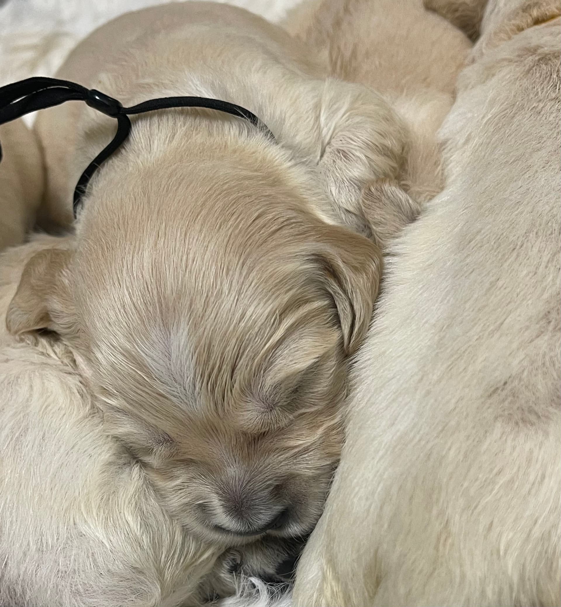 Puppy Photo 1