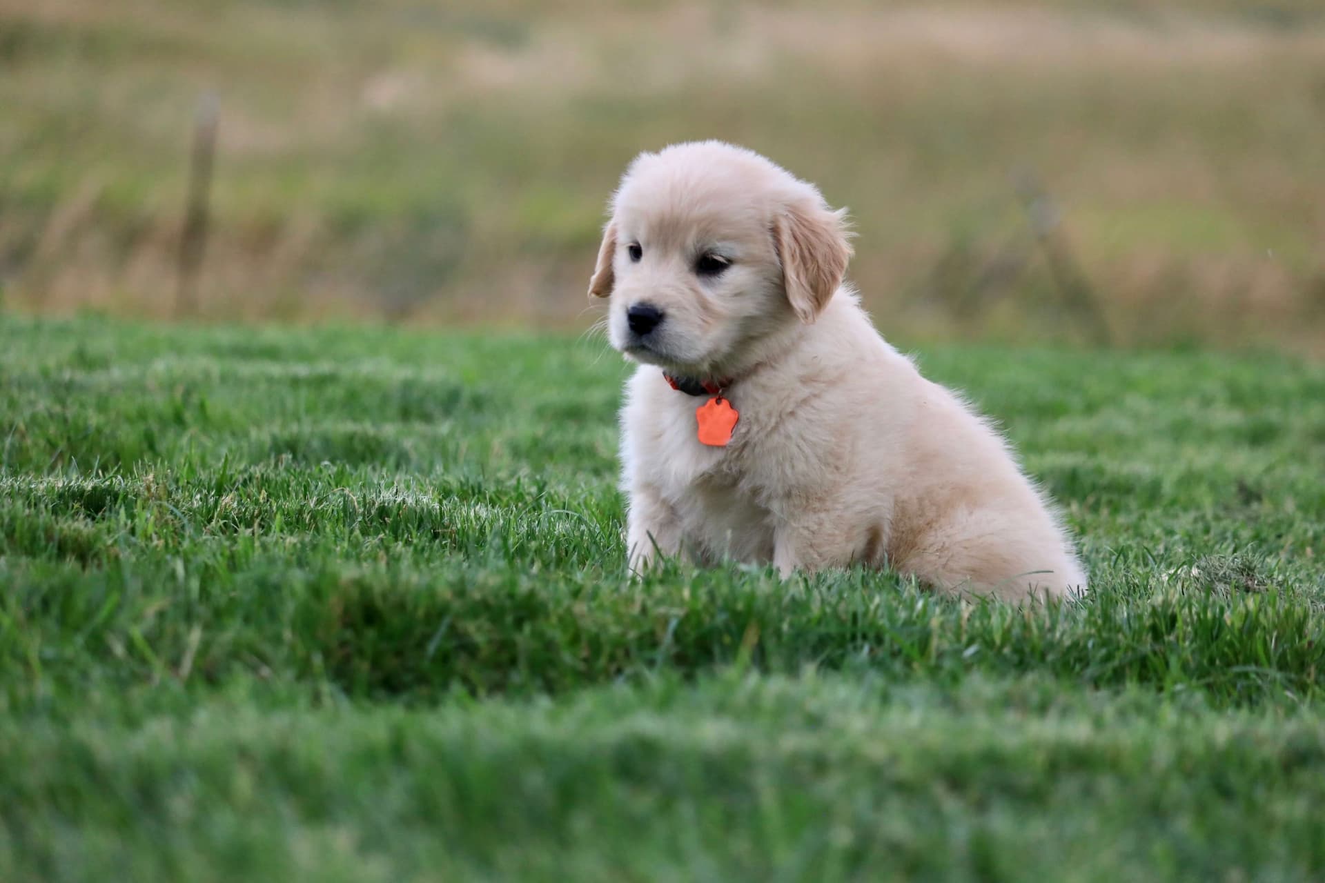 Buttercup