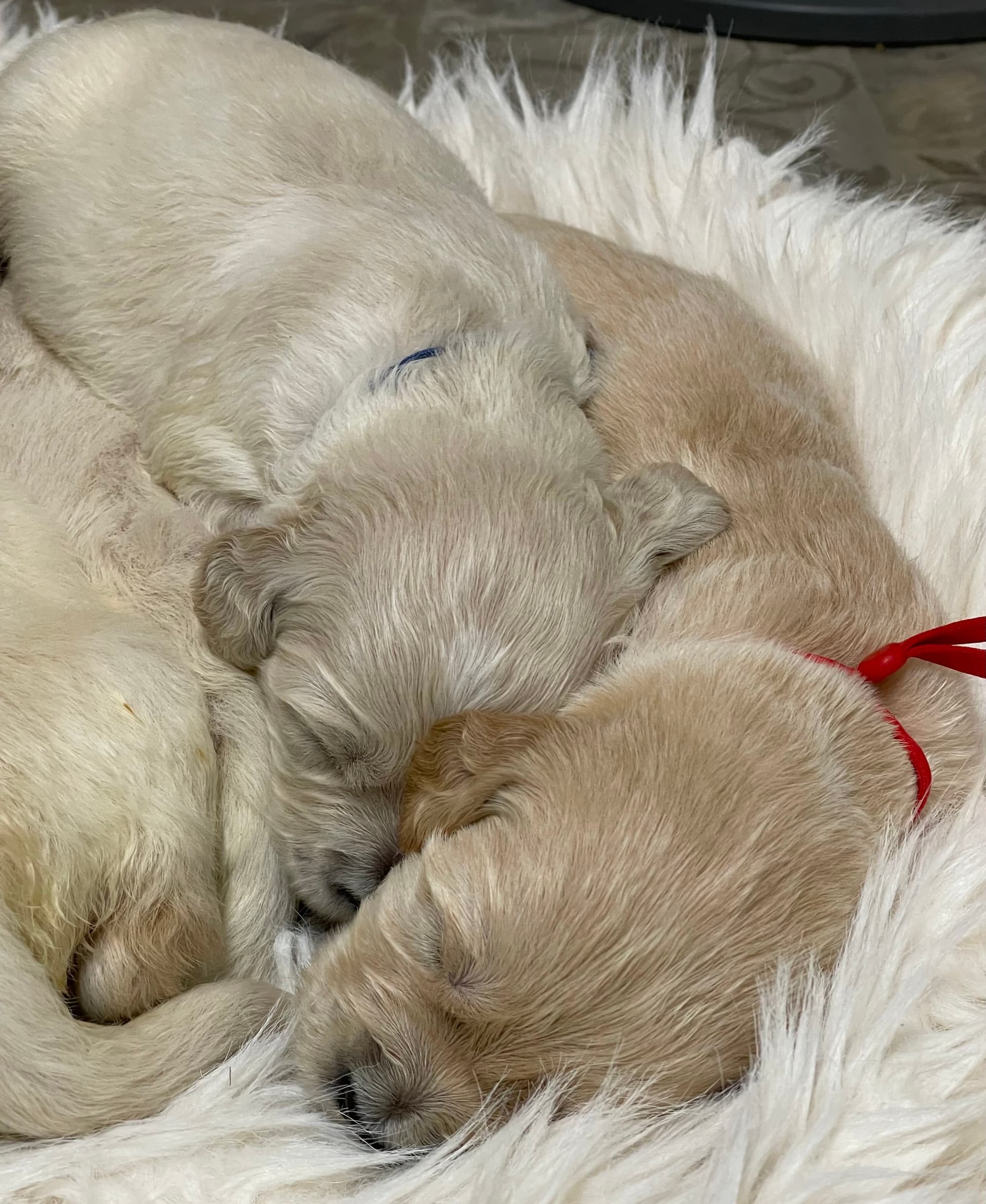Puppy Photo 2